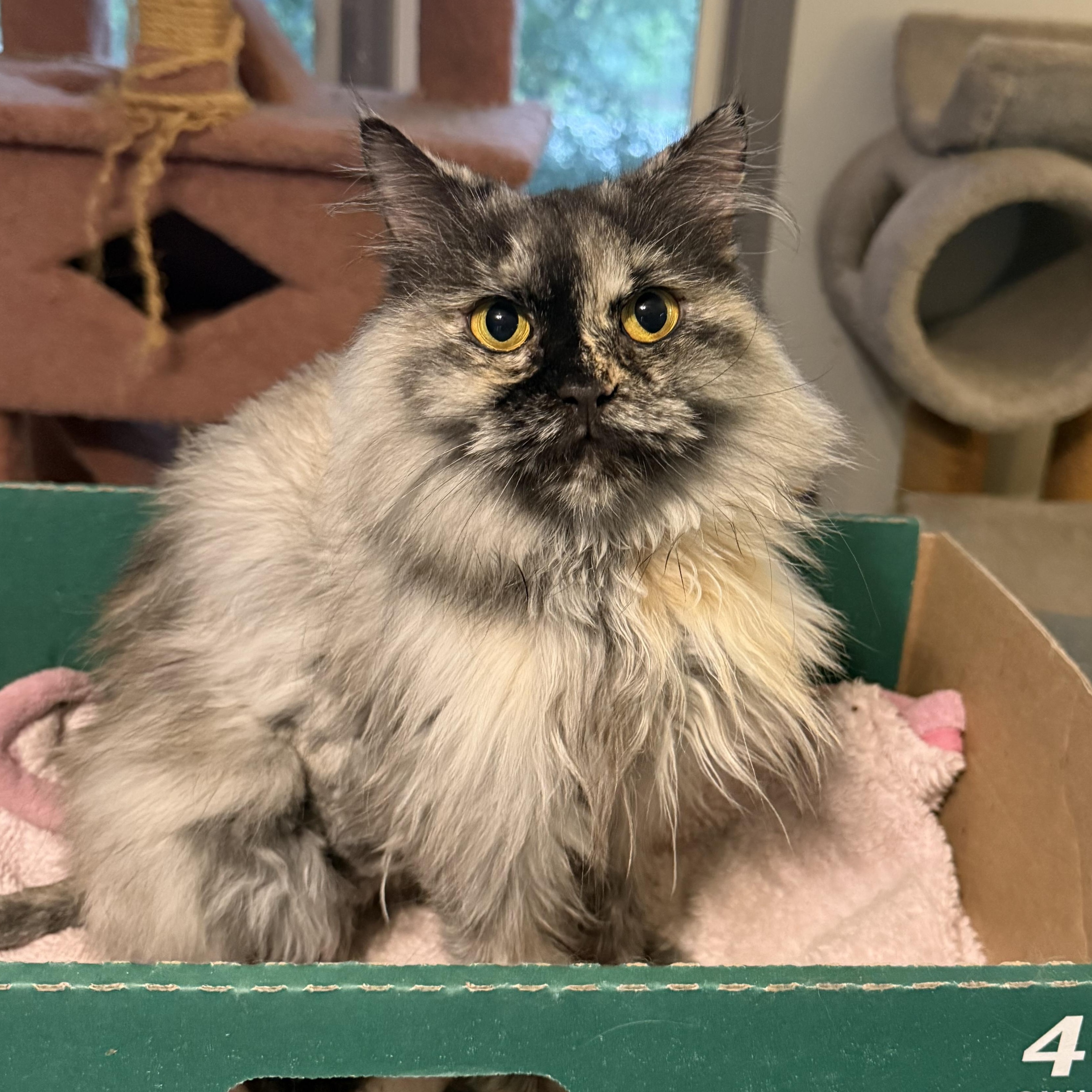 Precious Toty - Just arrived, an adoptable Persian, Himalayan in Woodbridge, VA, 22191 | Photo Image 1