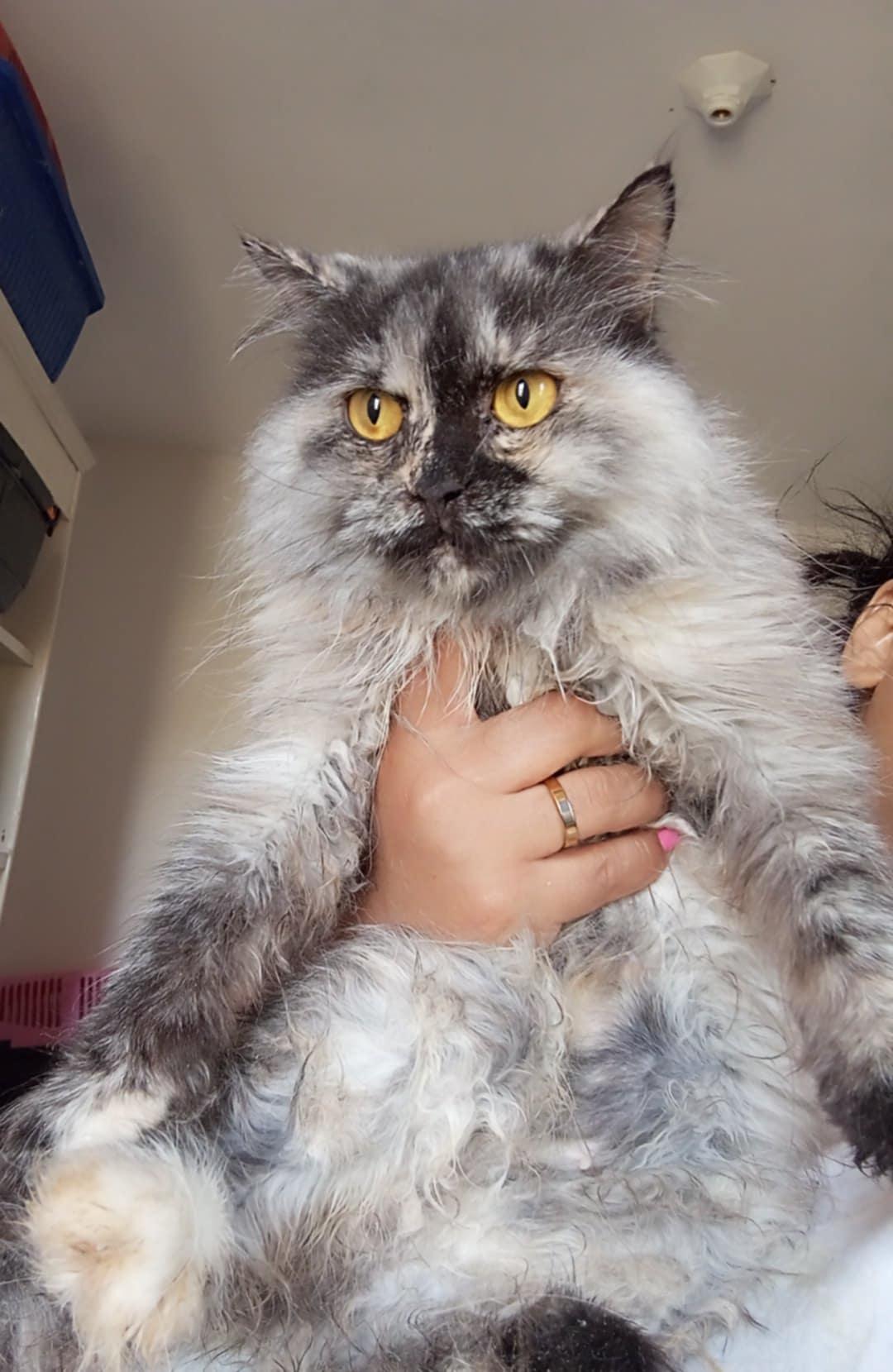 Precious Toty - Just arrived, an adoptable Persian, Himalayan in Woodbridge, VA, 22191 | Photo Image 5