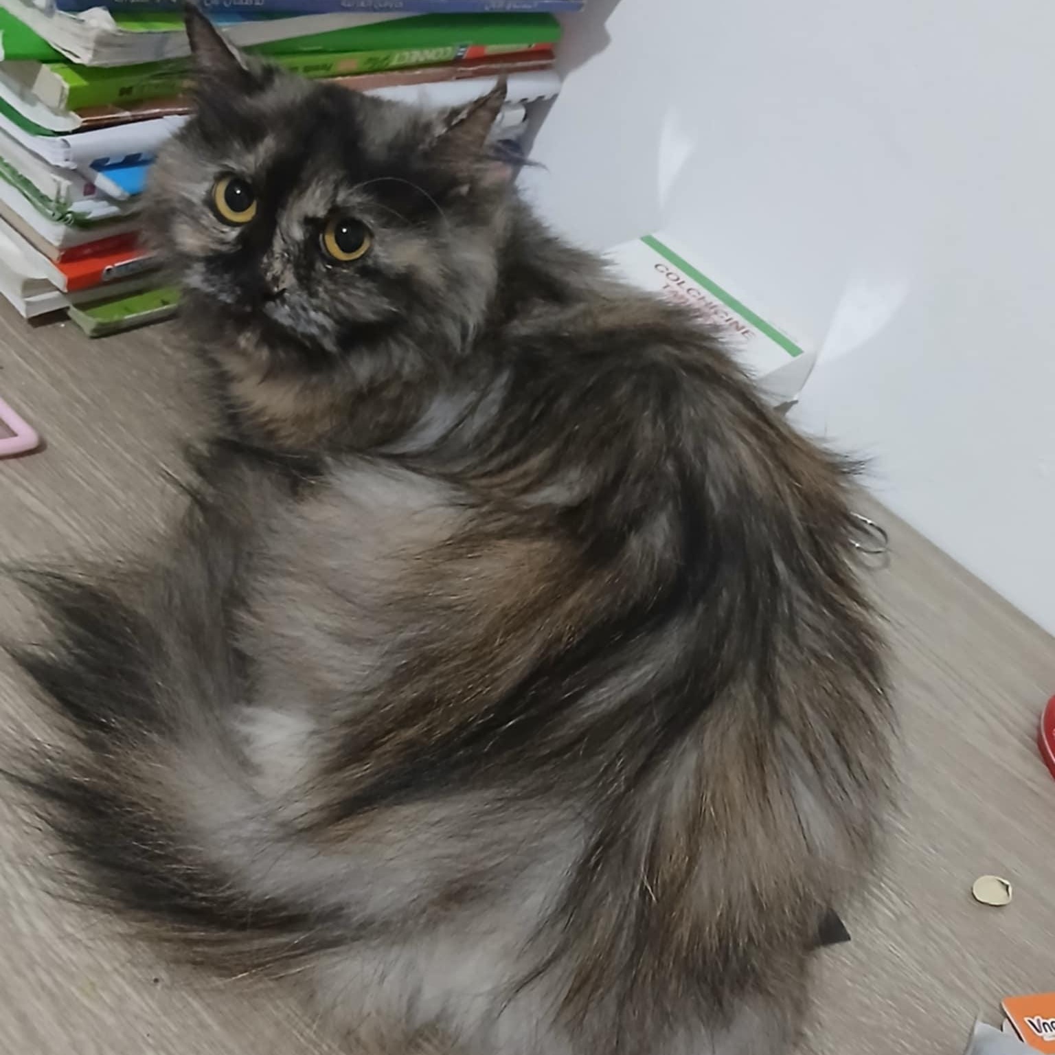 Precious Toty - Just arrived, an adoptable Persian, Himalayan in Woodbridge, VA, 22191 | Photo Image 4