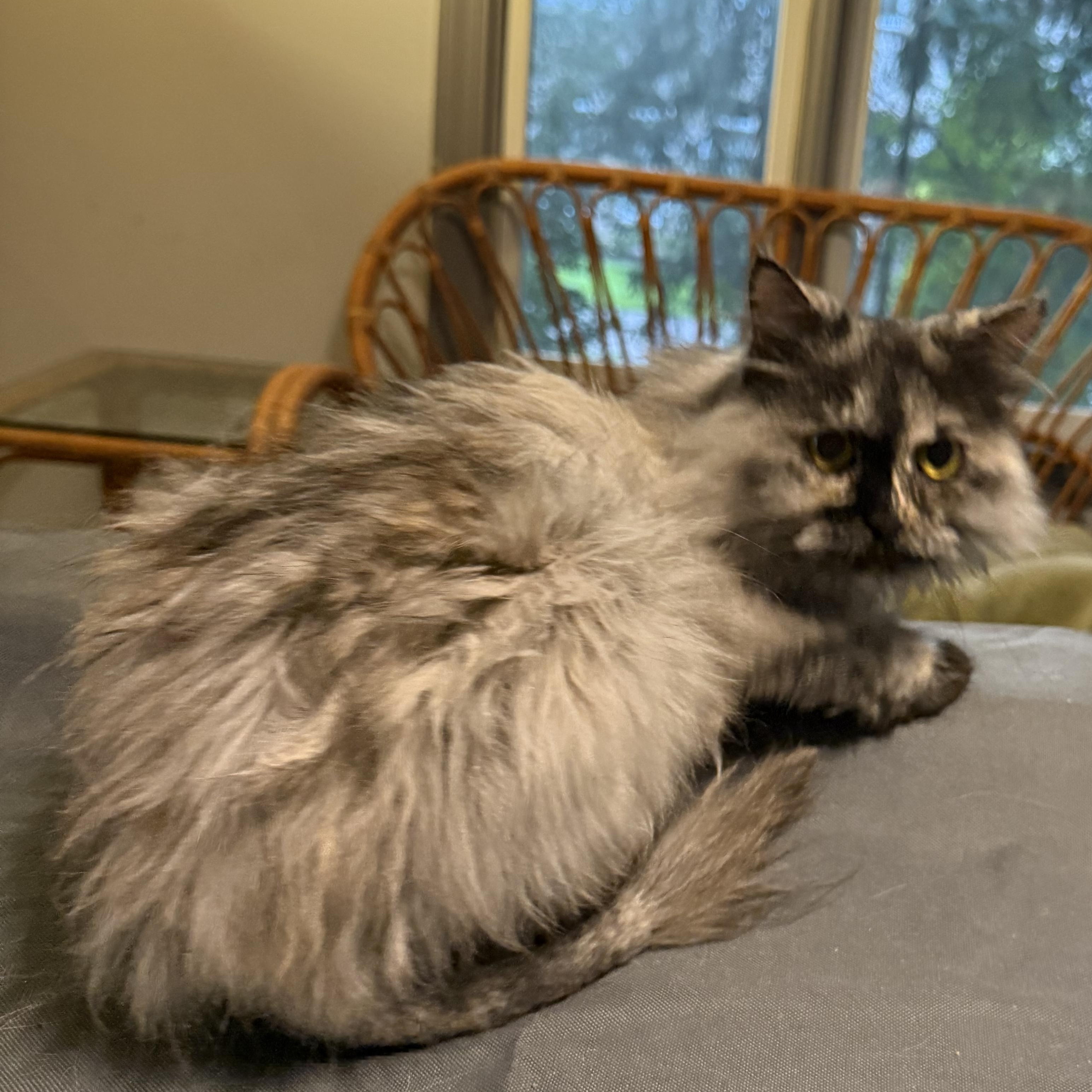 Precious Toty - Just arrived, an adoptable Persian, Himalayan in Woodbridge, VA, 22191 | Photo Image 2