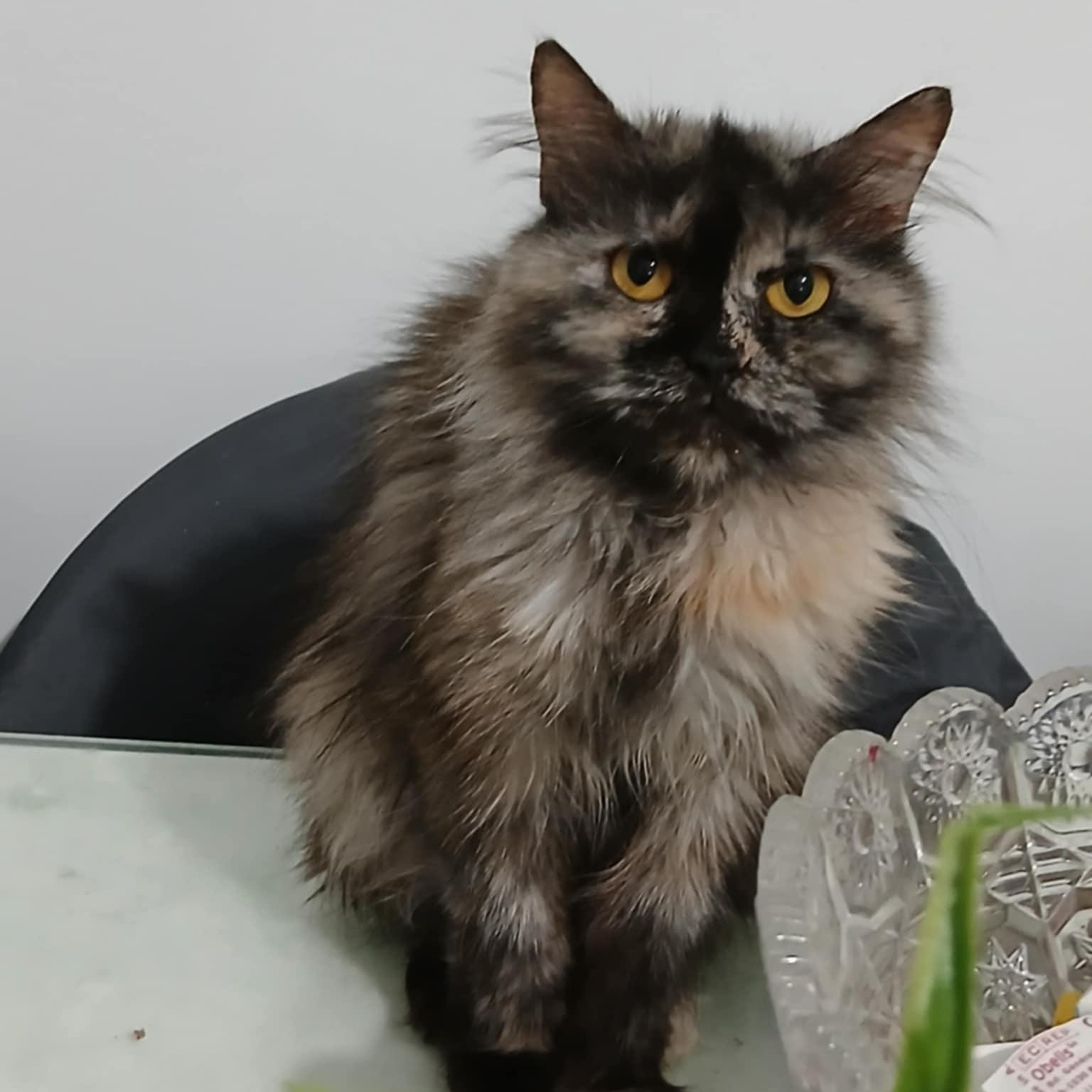 Precious Toty - Just arrived, an adoptable Persian, Himalayan in Woodbridge, VA, 22191 | Photo Image 3