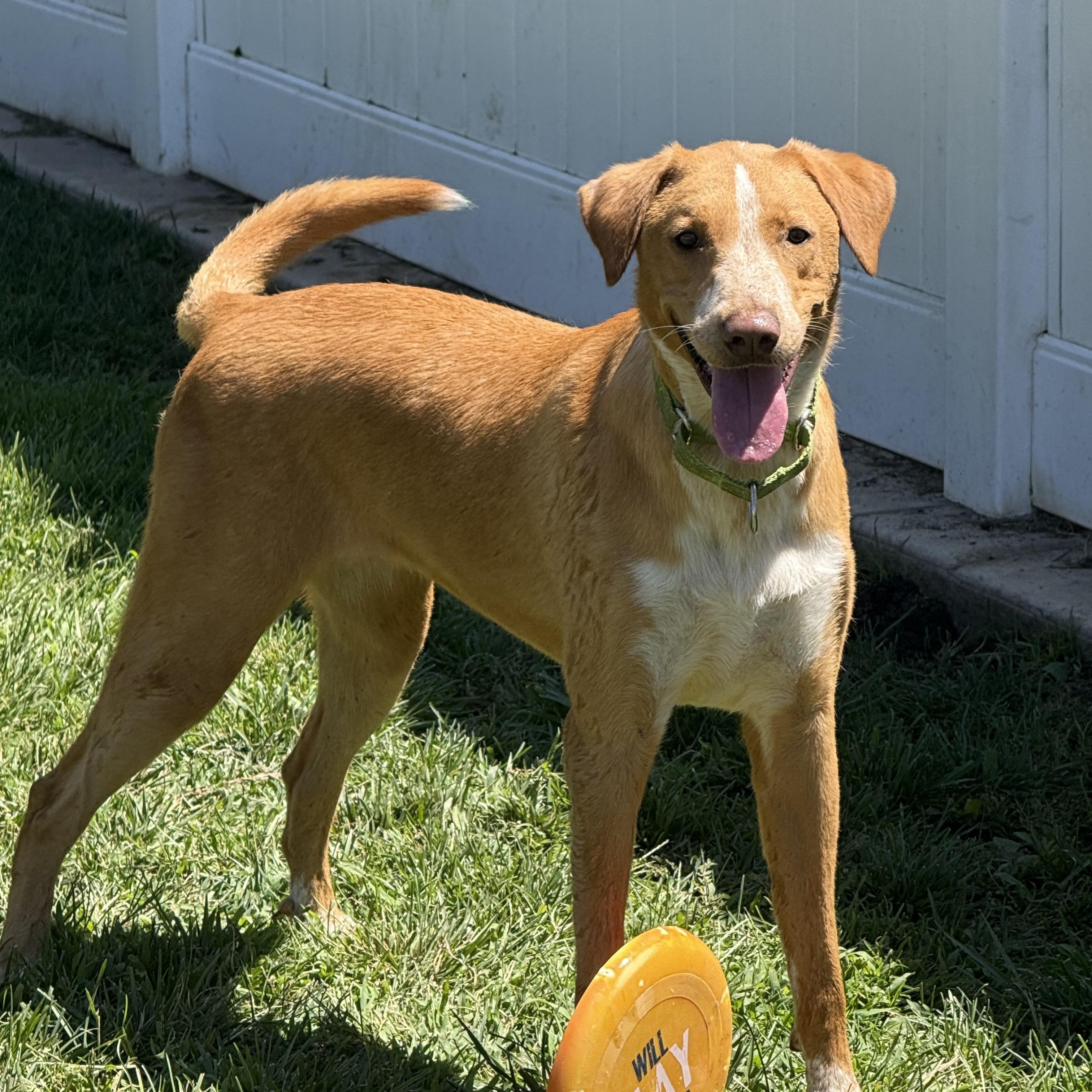 Bijou, a Adoptable mixed breed in Lodi, CA image 2/6