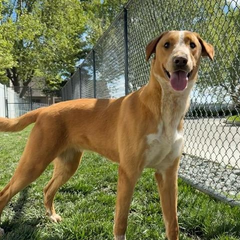 Bijou, a Adoptable mixed breed in Lodi, CA image 3/6