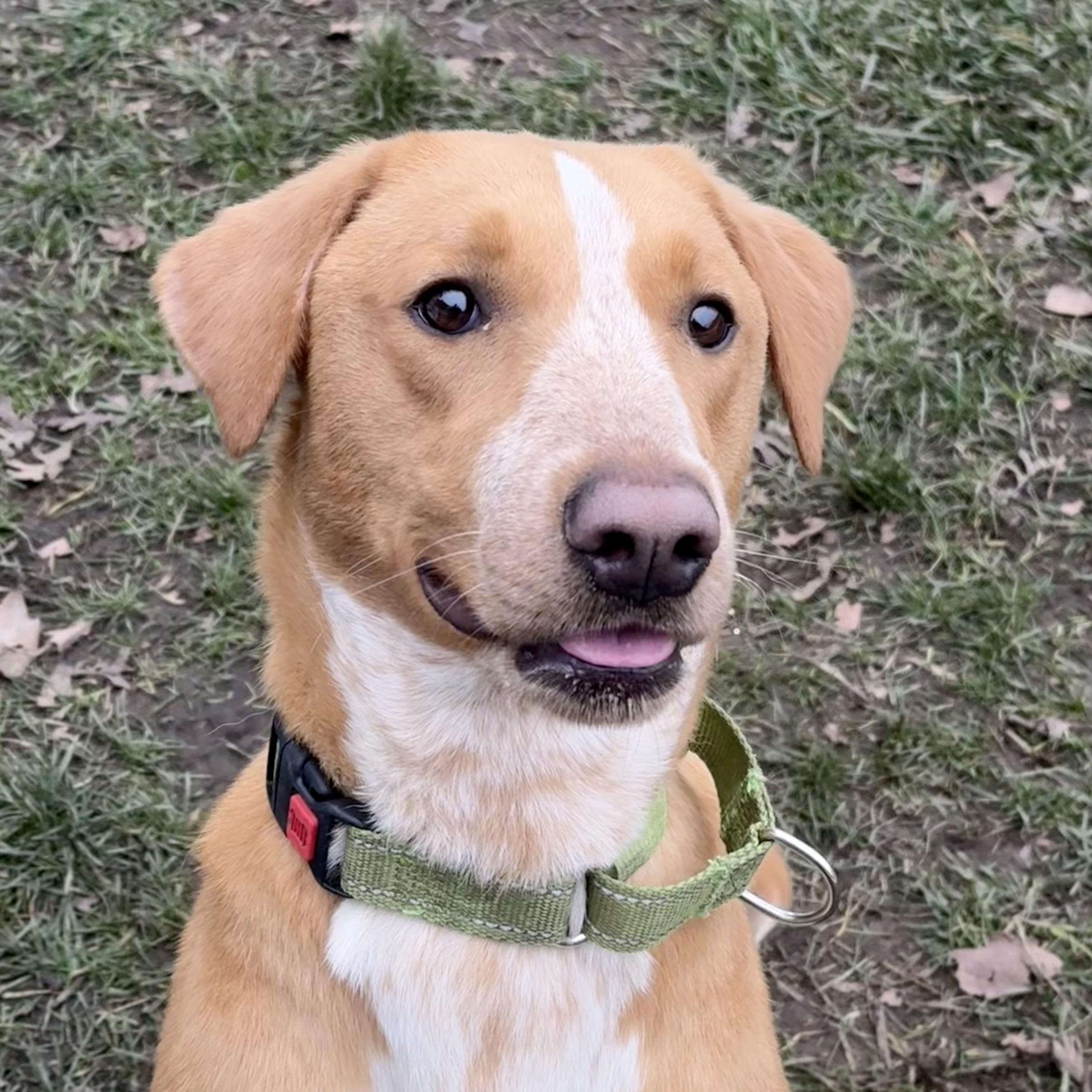 Bijou, a Adoptable mixed breed in Lodi, CA image 1/6