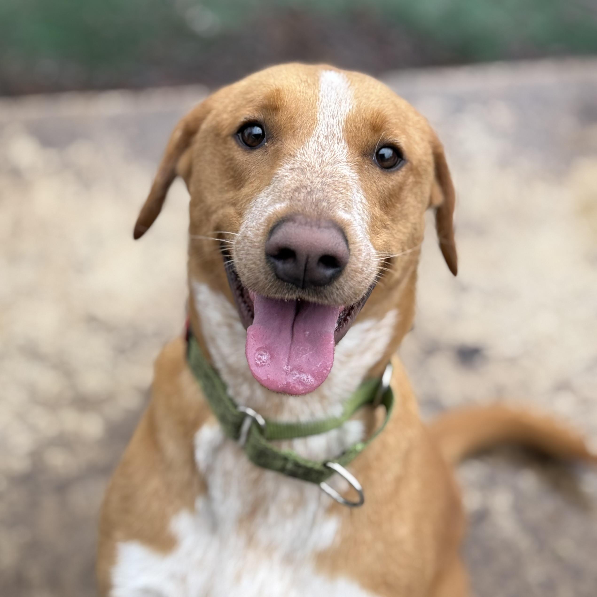 Bijou, a Adoptable mixed breed in Lodi, CA image 6/6