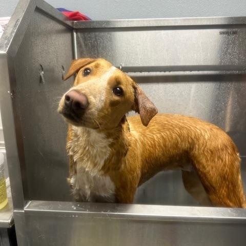 Bijou, a Adoptable mixed breed in Lodi, CA image 4/6