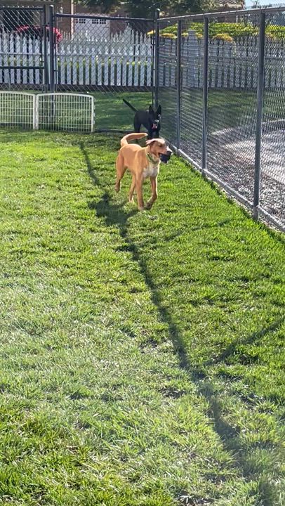 Enlarge Bijou, a Adoptable mixed breed in Lodi, CA video 5/6