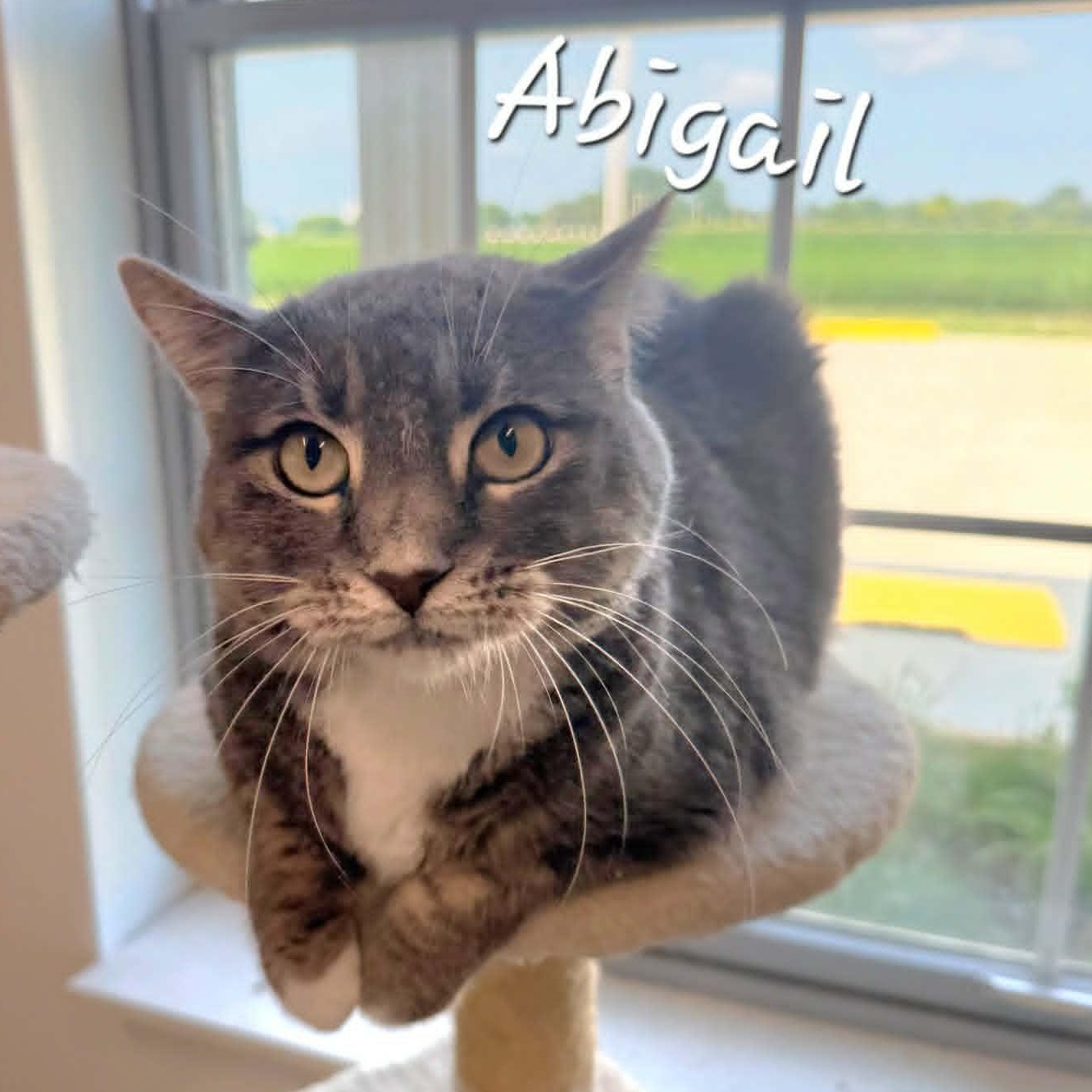 Abigail, an adopted Domestic Medium Hair in Rushville, IL image 3/3
