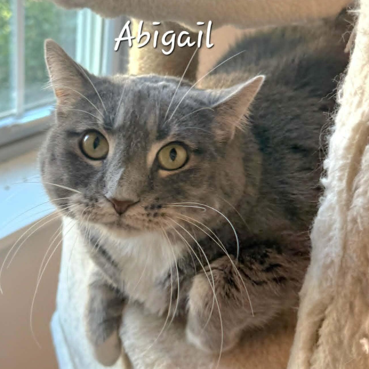 Abigail, an adopted Domestic Medium Hair in Rushville, IL image 2/3