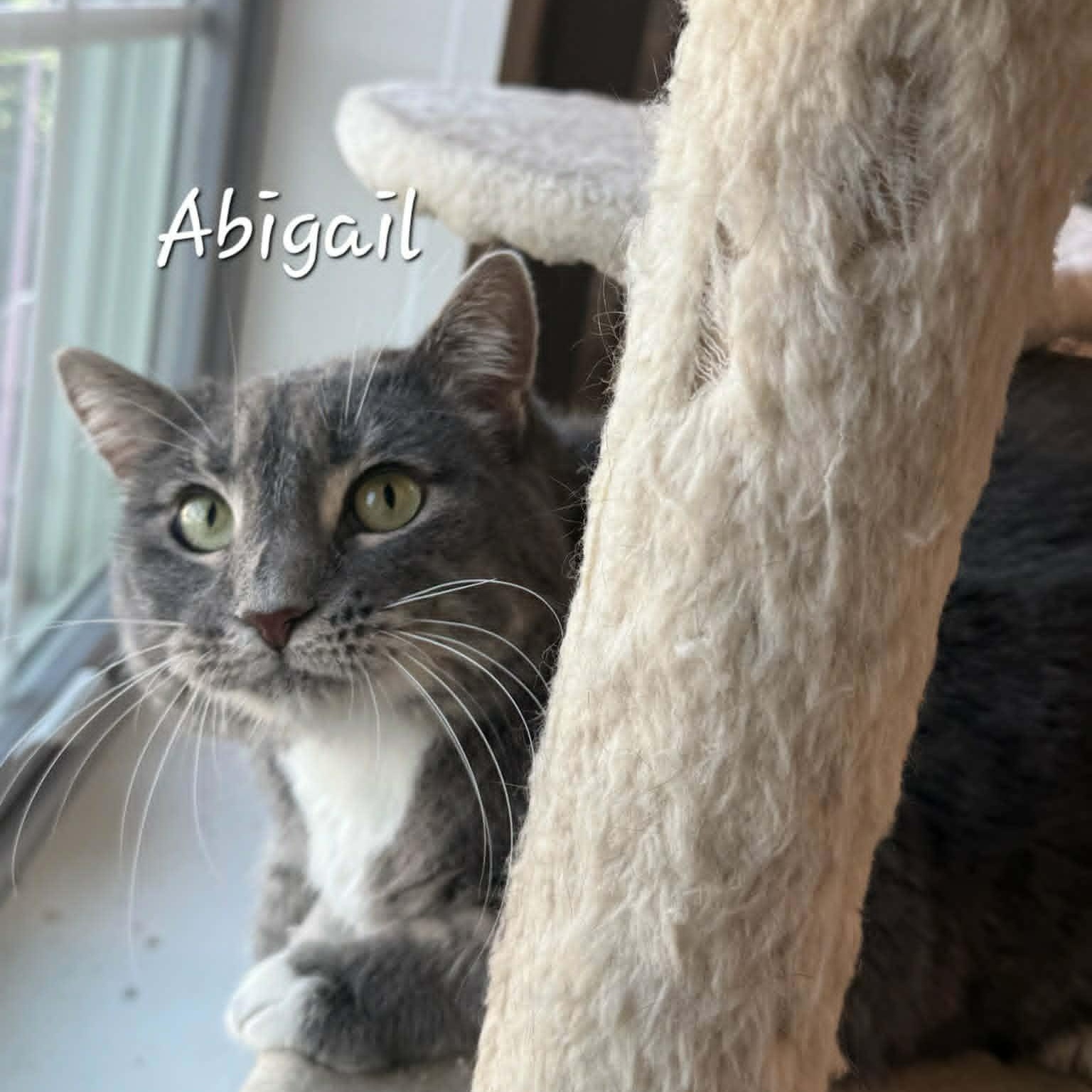 Abigail, adopted, Adult Female Domestic Medium Hair.