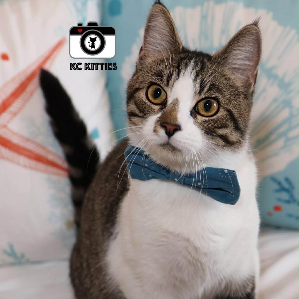 Apollo, Adoptable, Young Male Domestic Short Hair.