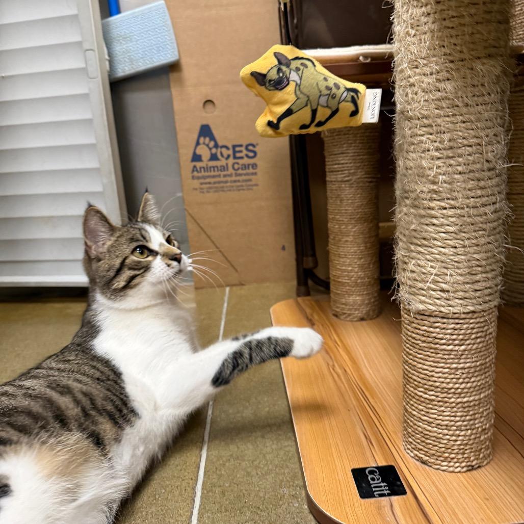 Enlarge Apollo, a Adoptable Domestic Short Hair in Overland Park, KS image 2/6