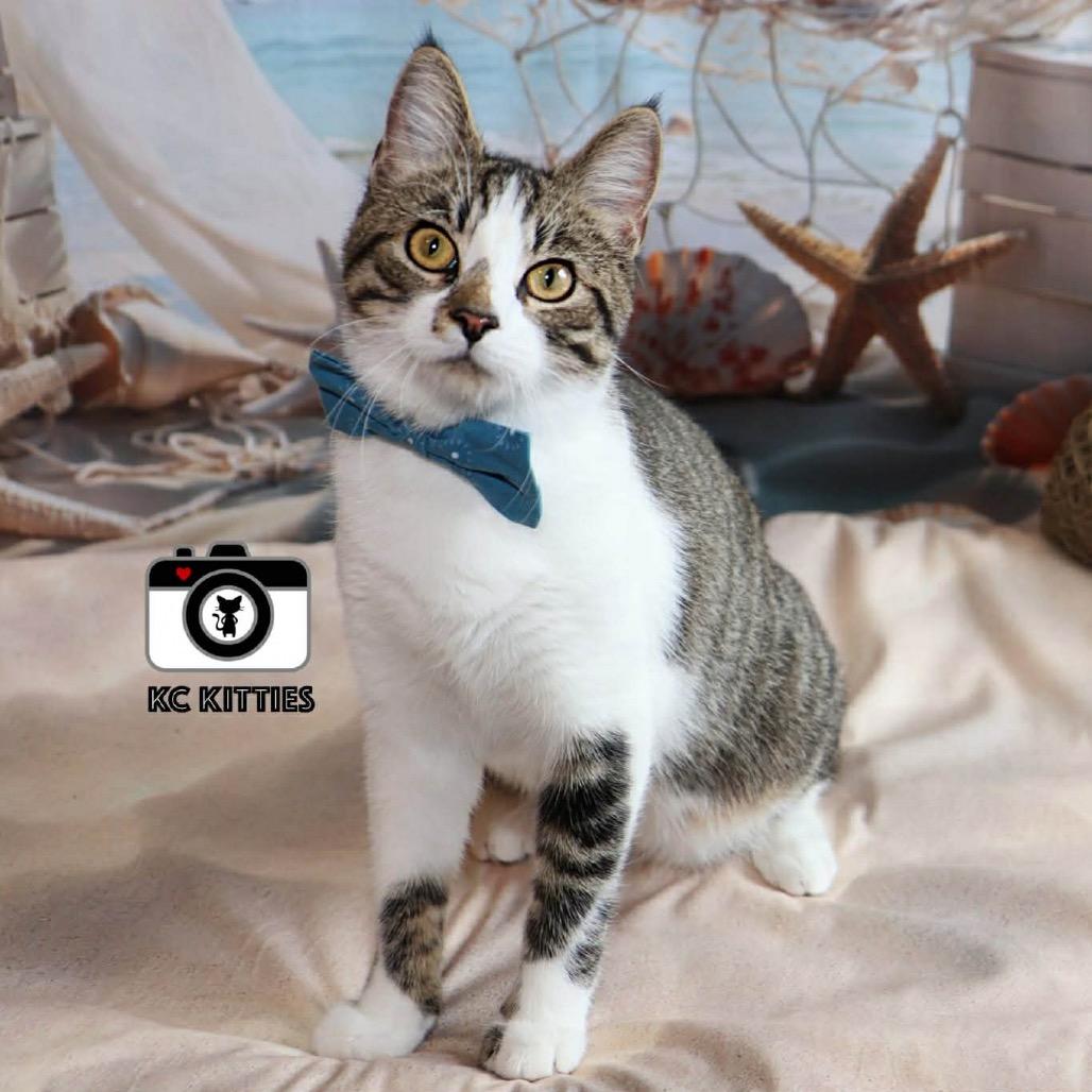 Enlarge Apollo, a Adoptable Domestic Short Hair in Overland Park, KS image 3/6