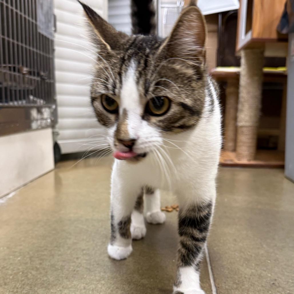 Enlarge Apollo, a Adoptable Domestic Short Hair in Overland Park, KS image 4/6