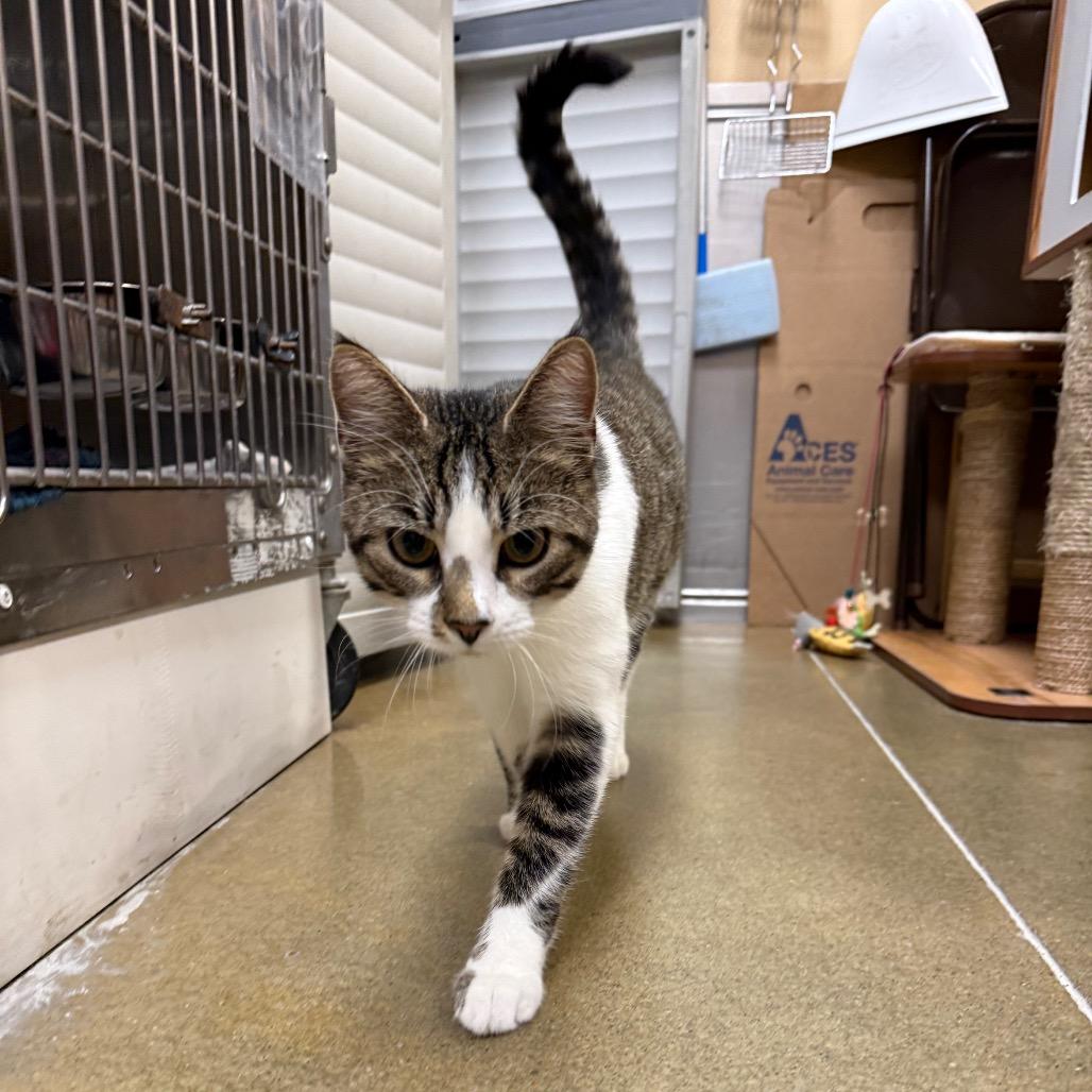 Enlarge Apollo, a Adoptable Domestic Short Hair in Overland Park, KS image 5/6