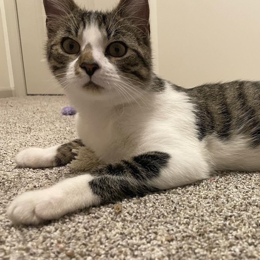 Enlarge Apollo, a Adoptable Domestic Short Hair in Overland Park, KS image 6/6