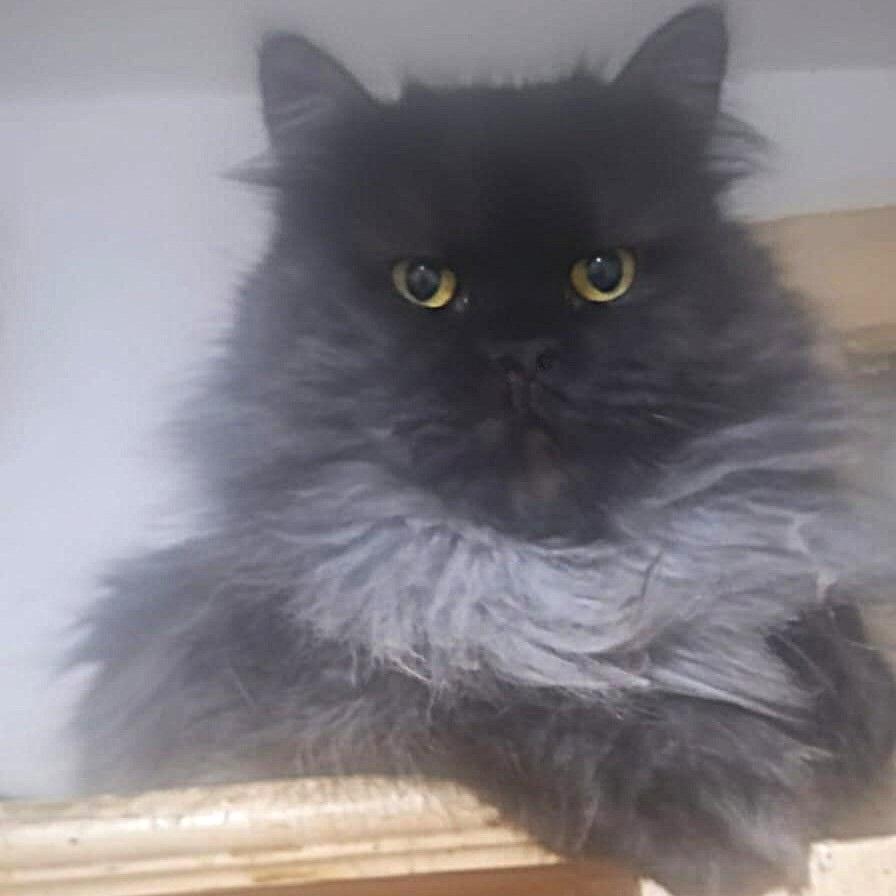 Enlarge SHADOW Magic, a ADOPTABLE Siberian in Mississauga, ON image 3/6