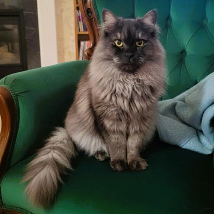 SHADOW Magic, ADOPTABLE, Young Male Siberian.