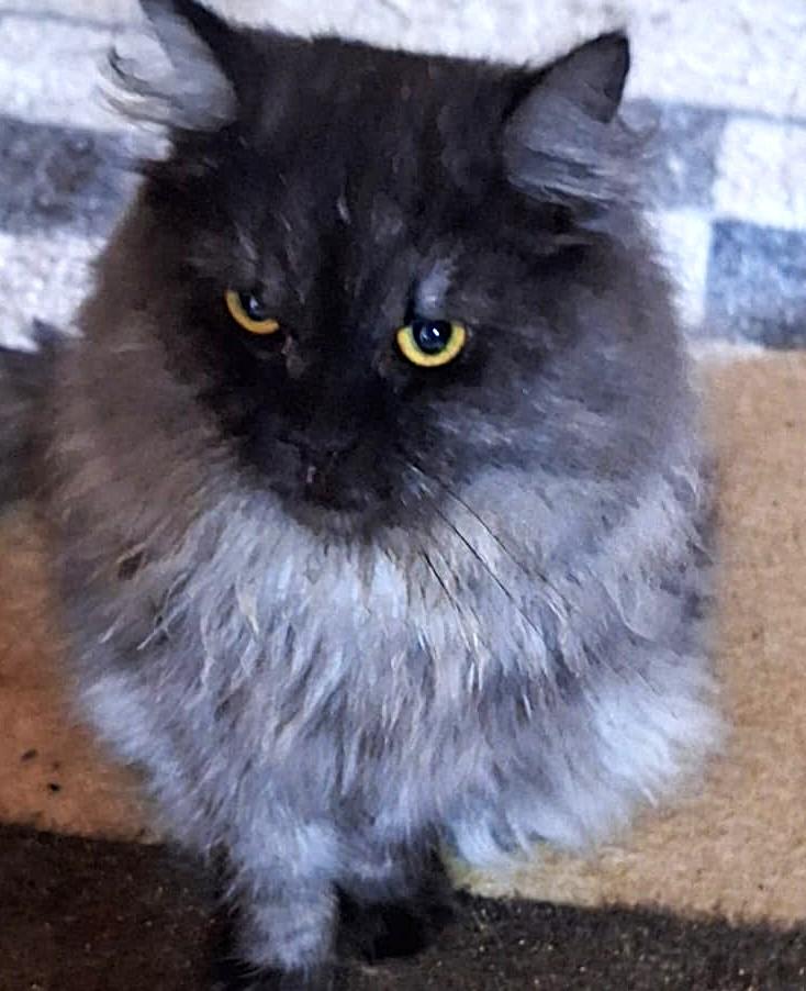 Enlarge SHADOW Magic, a ADOPTABLE Siberian in Mississauga, ON image 5/6