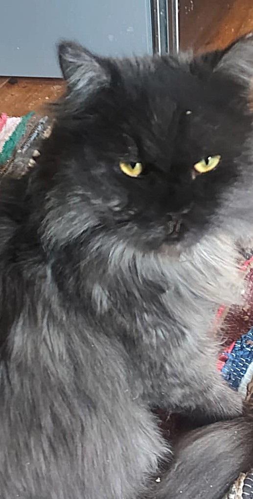 Enlarge SHADOW Magic, a ADOPTABLE Siberian in Mississauga, ON image 6/6