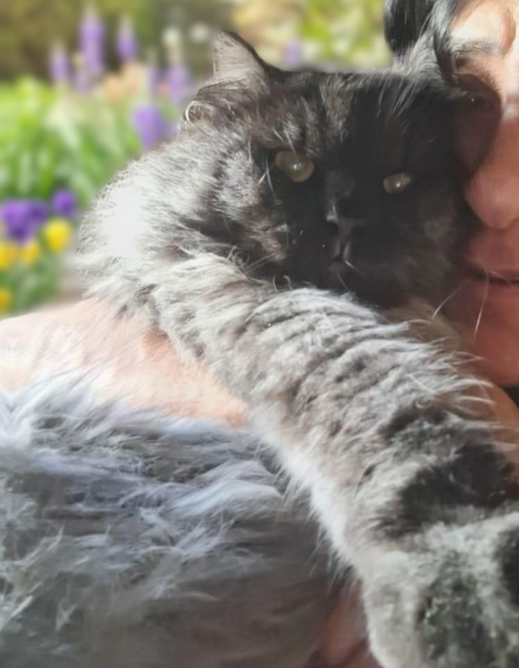 Enlarge SHADOW Magic, a ADOPTABLE Siberian in Mississauga, ON image 4/6