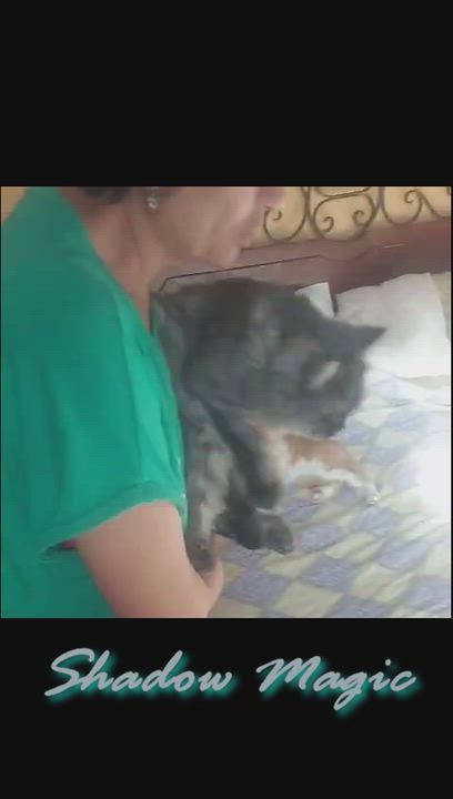 Enlarge SHADOW Magic, a ADOPTABLE Siberian in Mississauga, ON video 2/6