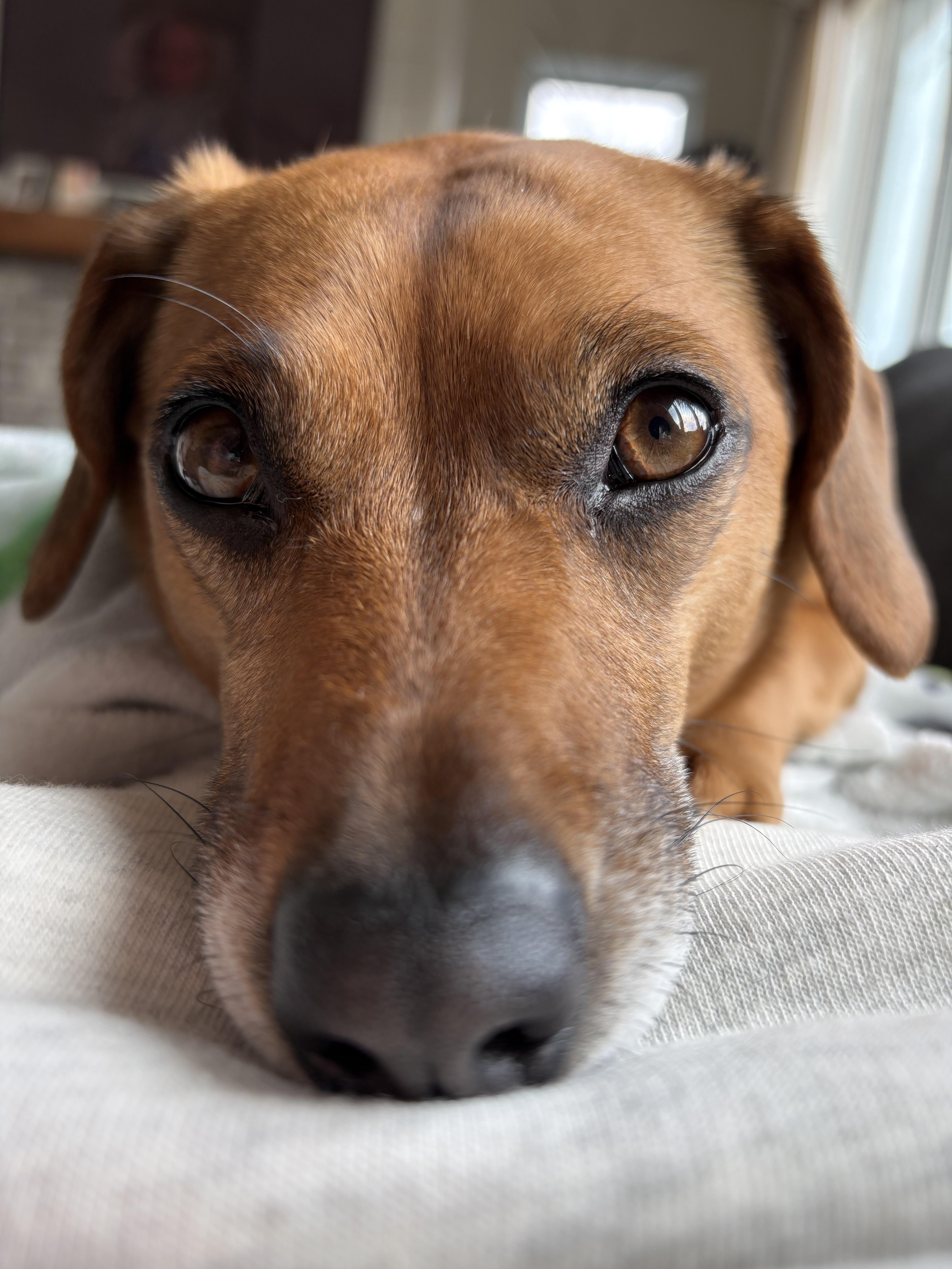 Chester, an adopted mixed breed in Winnipeg, MB image 1/4