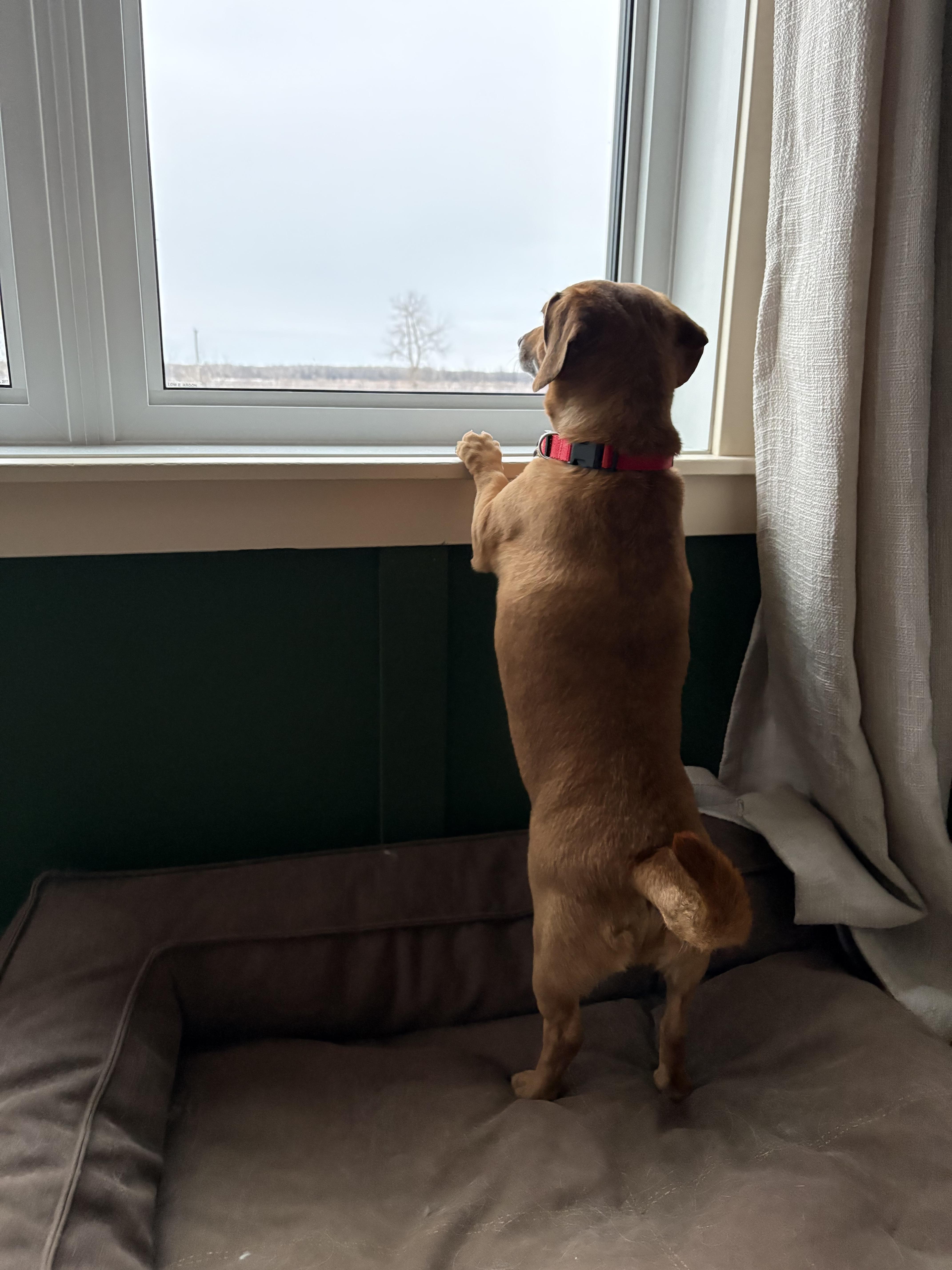 Chester, an adopted mixed breed in Winnipeg, MB image 4/4