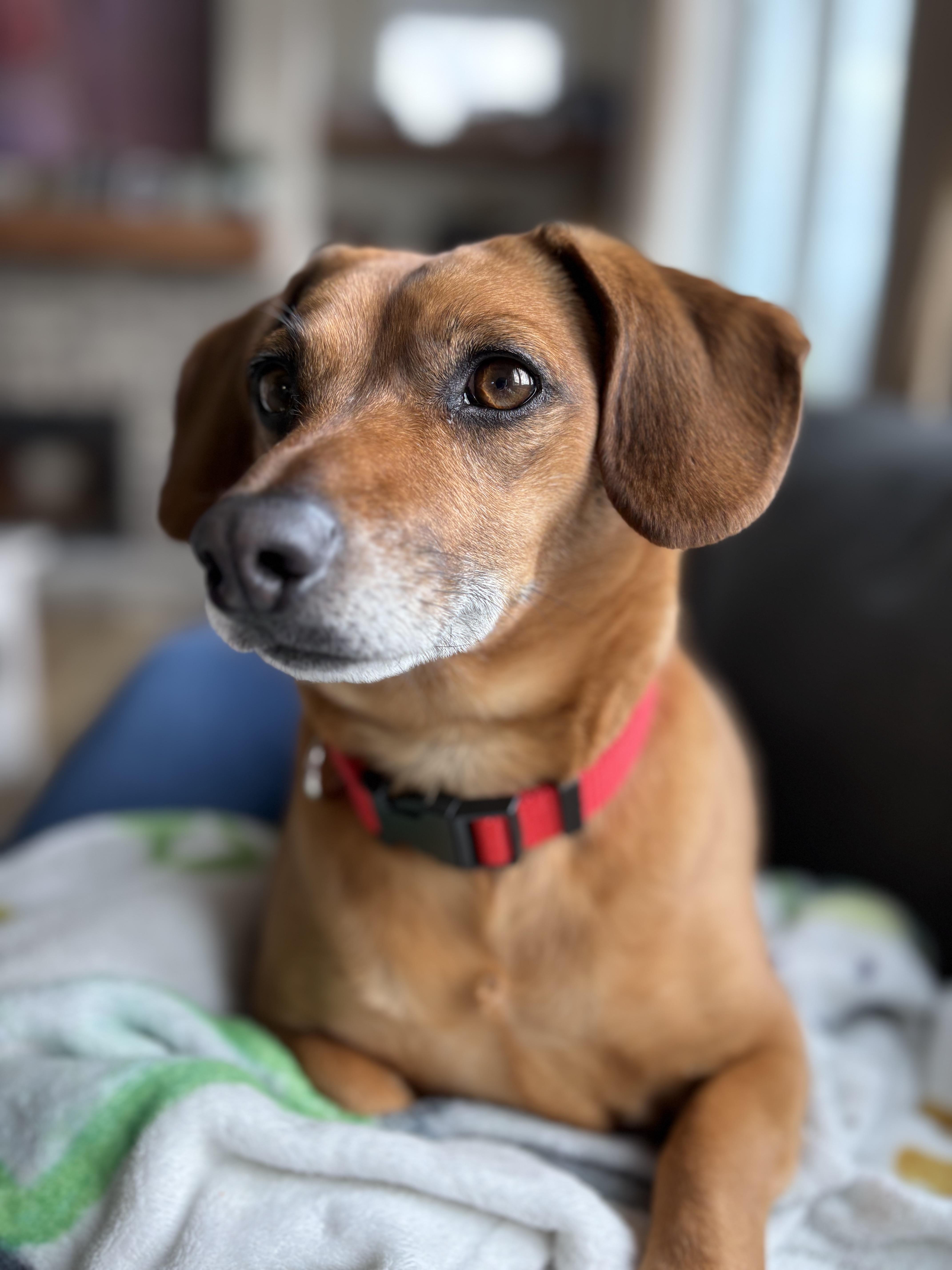 Chester, an adopted mixed breed in Winnipeg, MB image 3/4