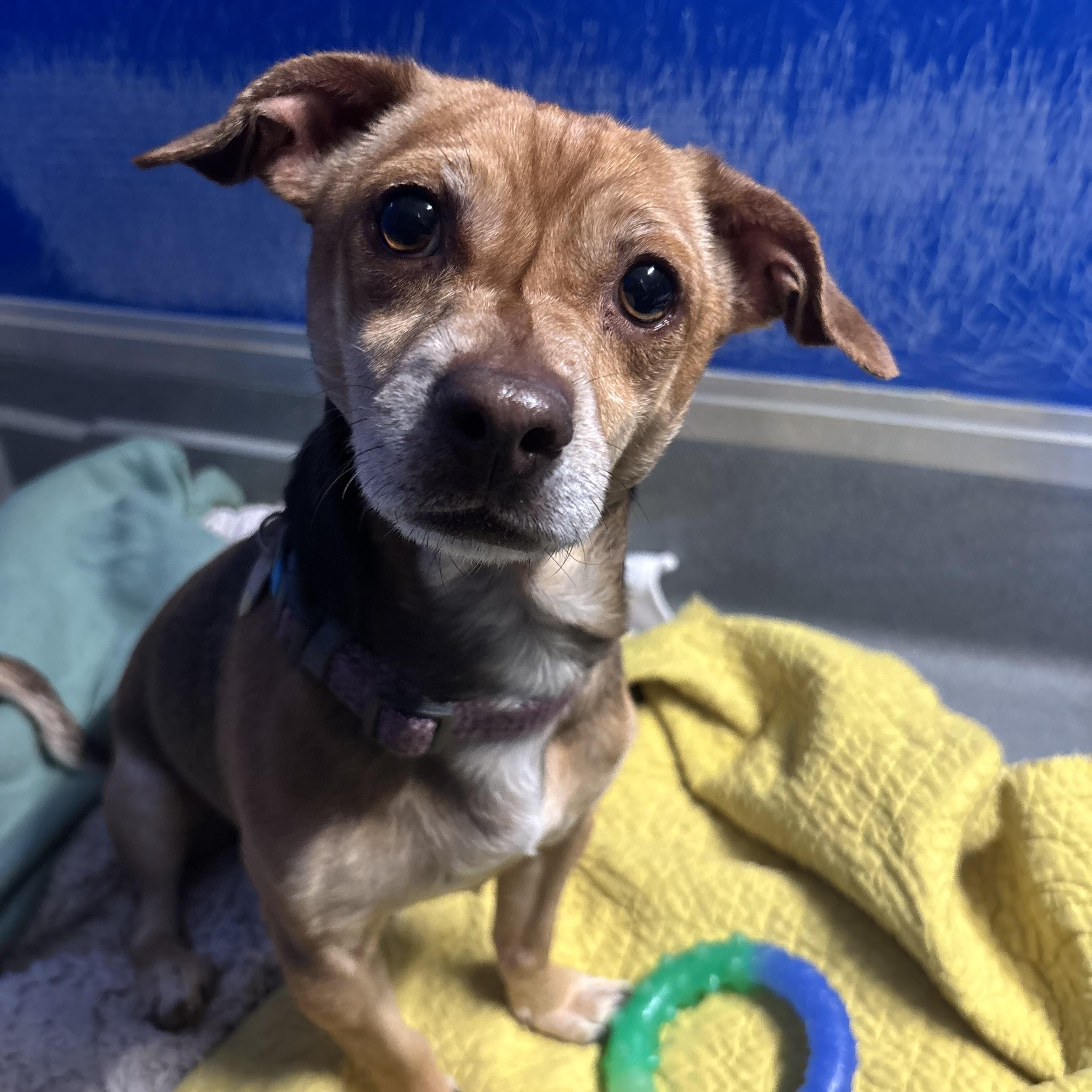 Tom, an adoptable mixed breed in Phoenix, AZ image 2/4