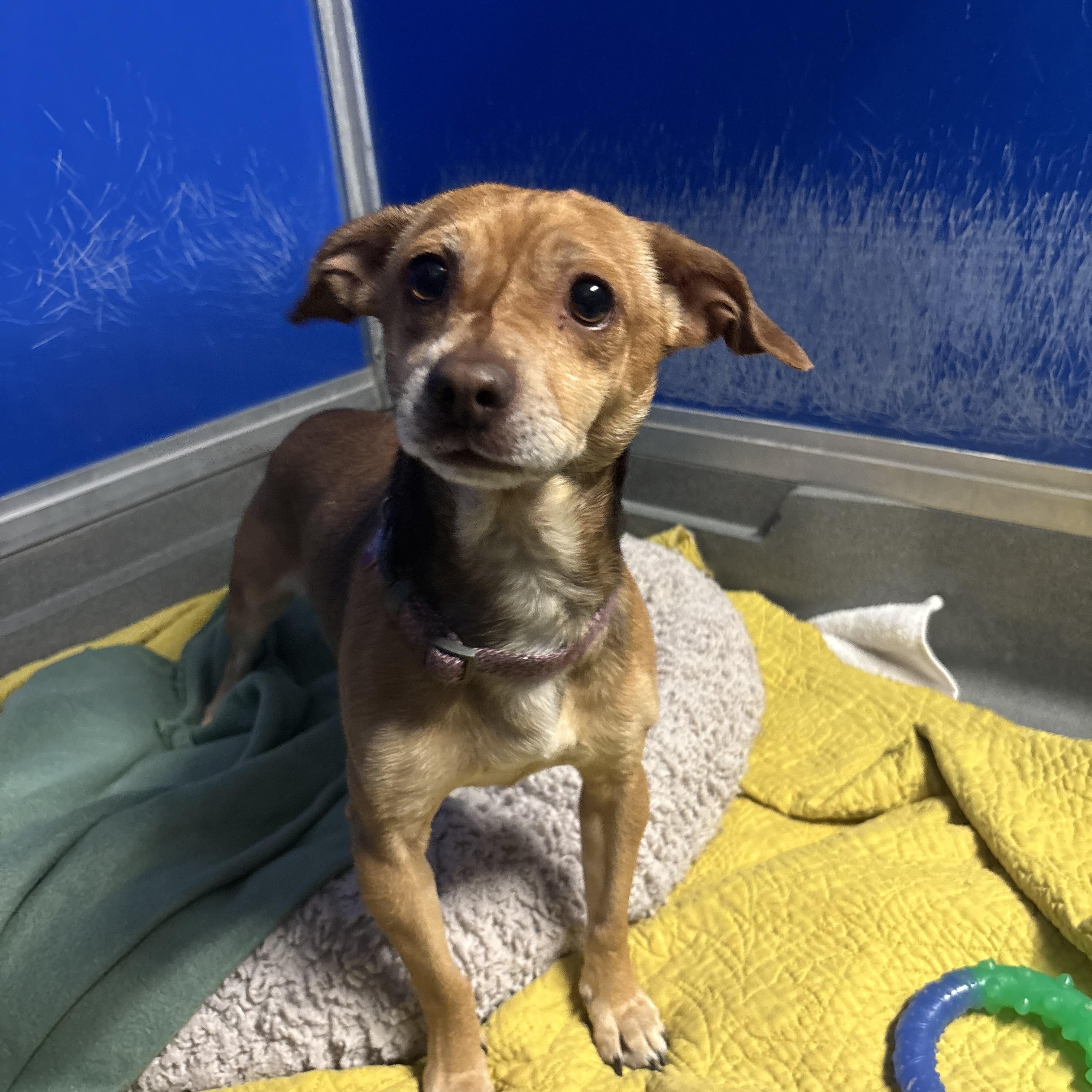 Tom, an adoptable mixed breed in Phoenix, AZ image 4/4