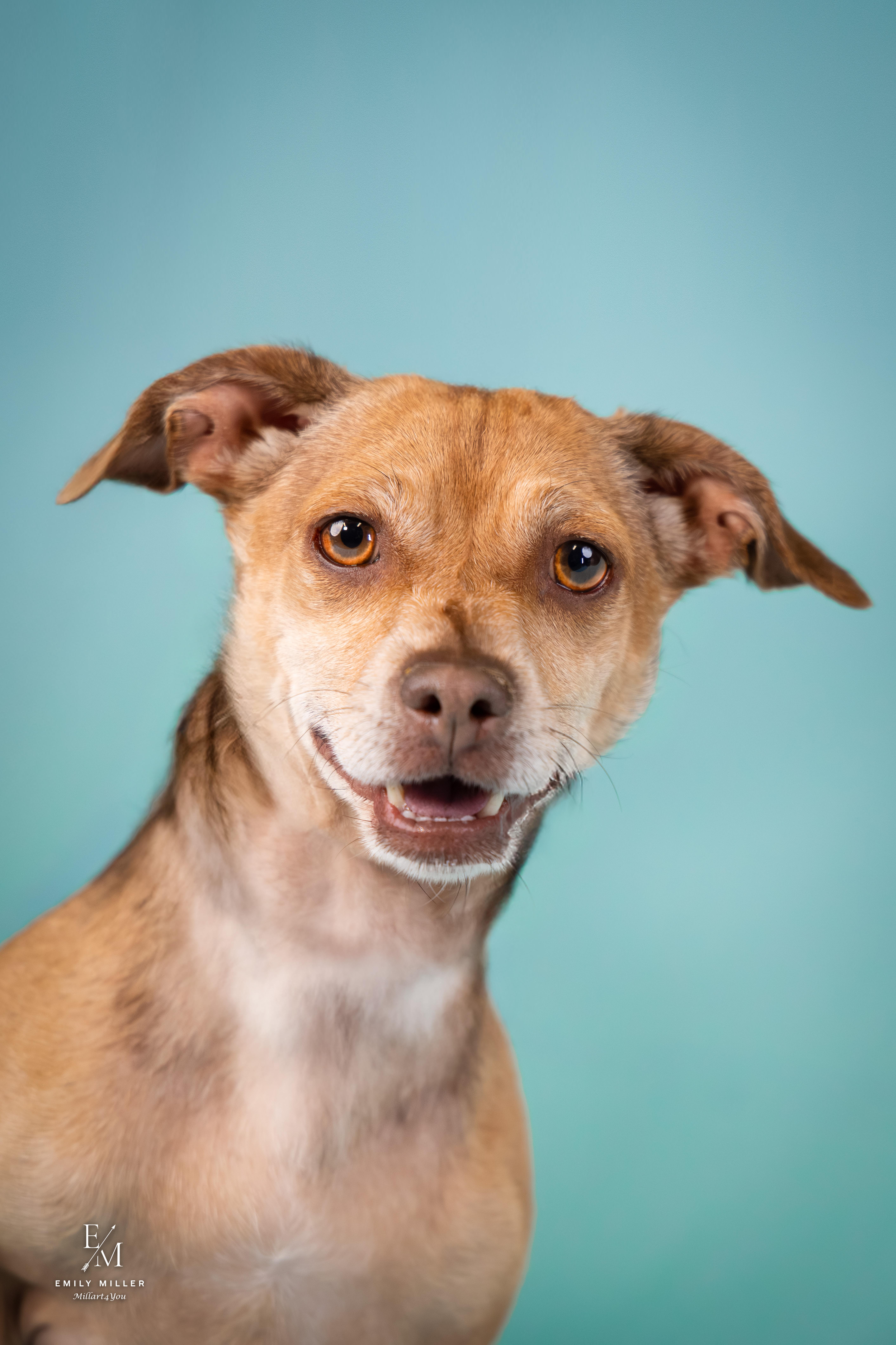 Tom, an adoptable mixed breed in Phoenix, AZ image 5/6
