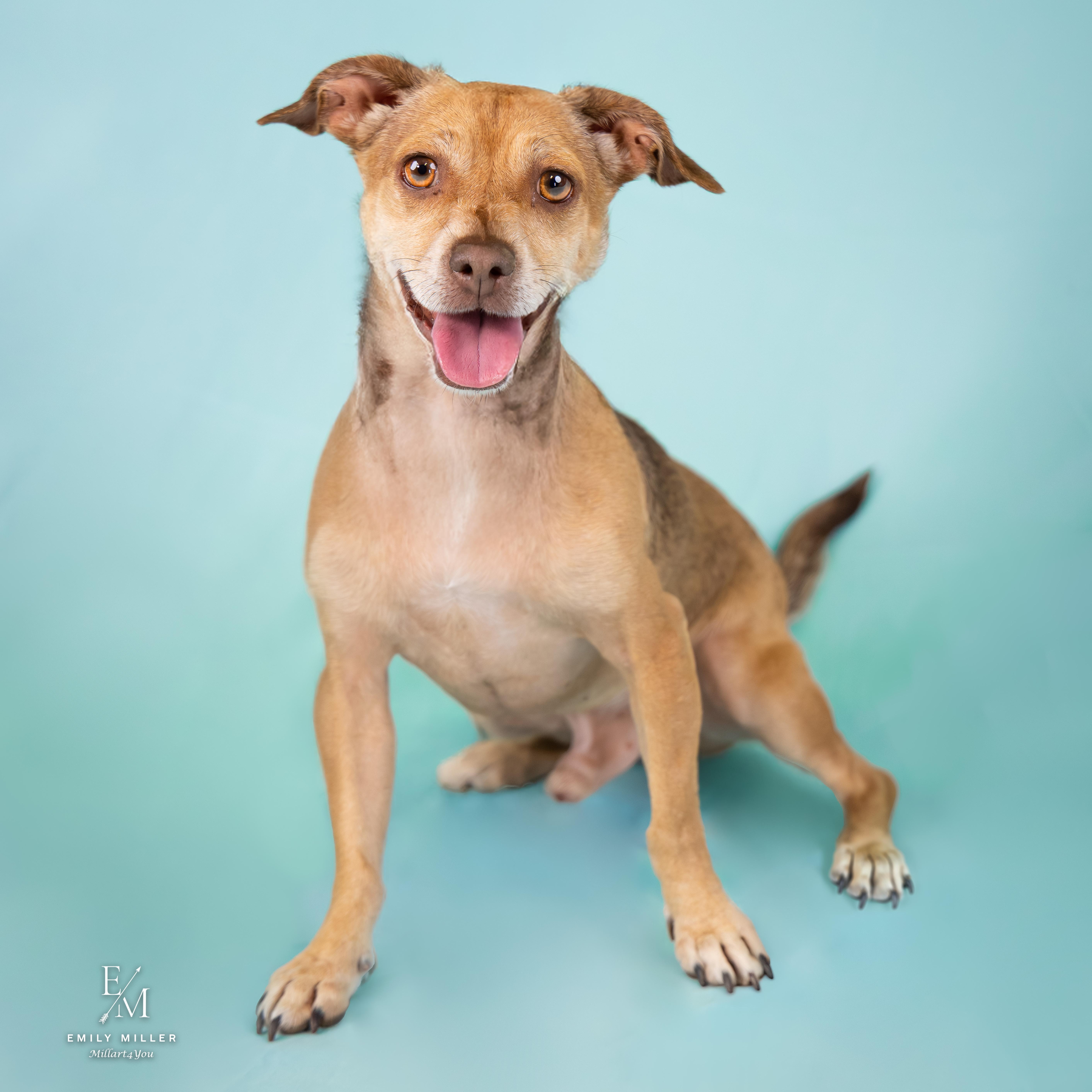 Tom, an adoptable mixed breed in Phoenix, AZ image 3/6