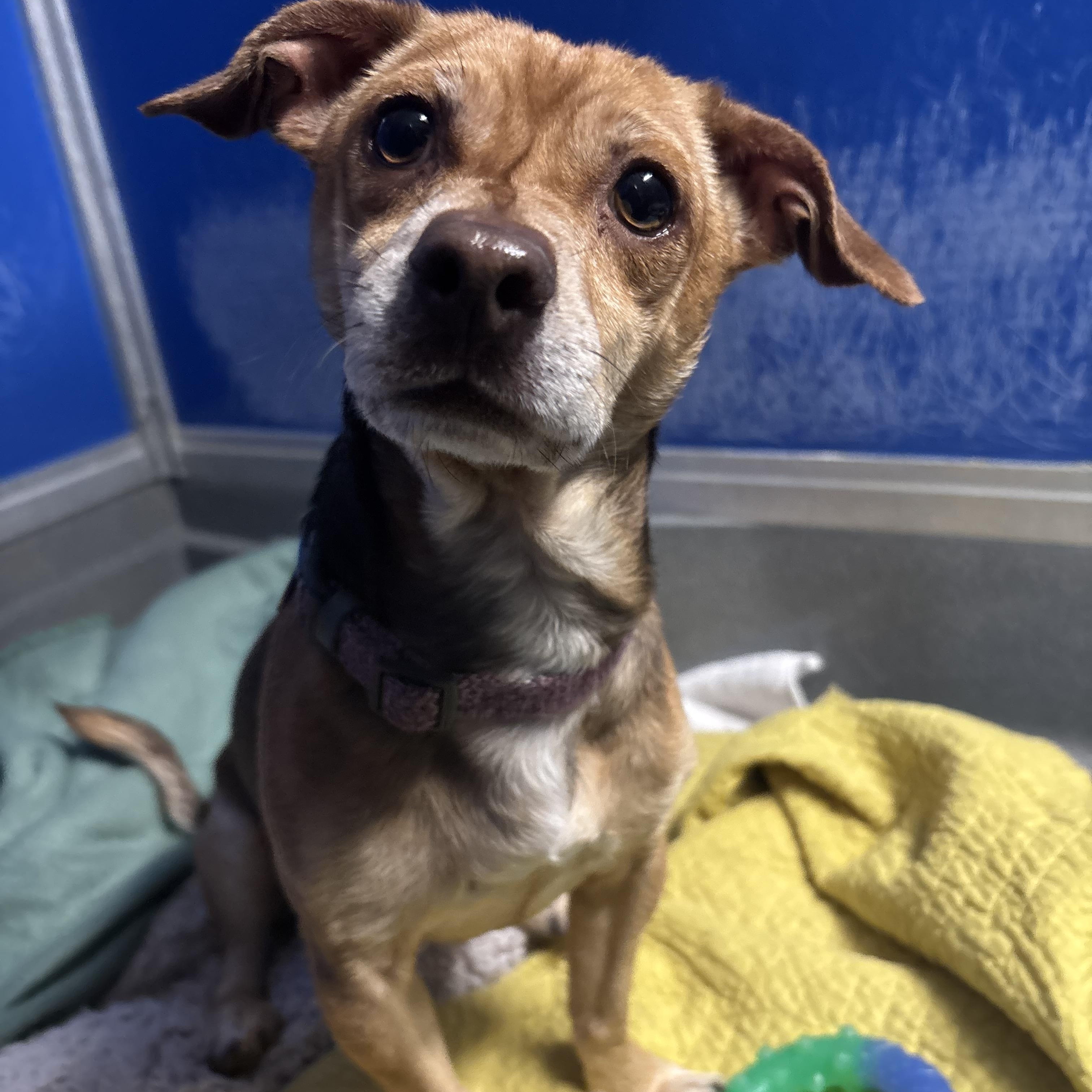 Tom, an adoptable mixed breed in Phoenix, AZ image 3/4