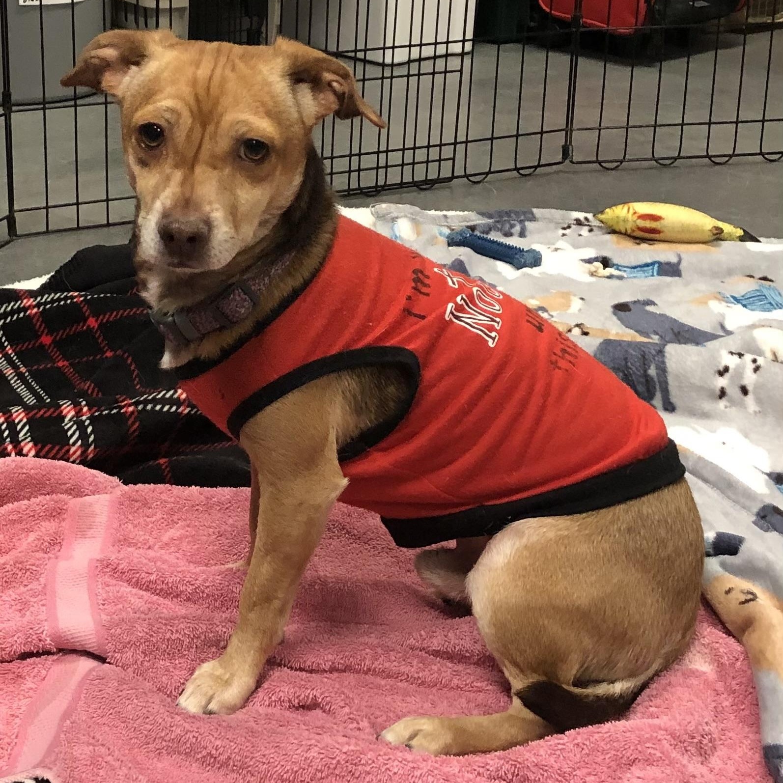 Tom, adoptable, Adult Male Chihuahua.