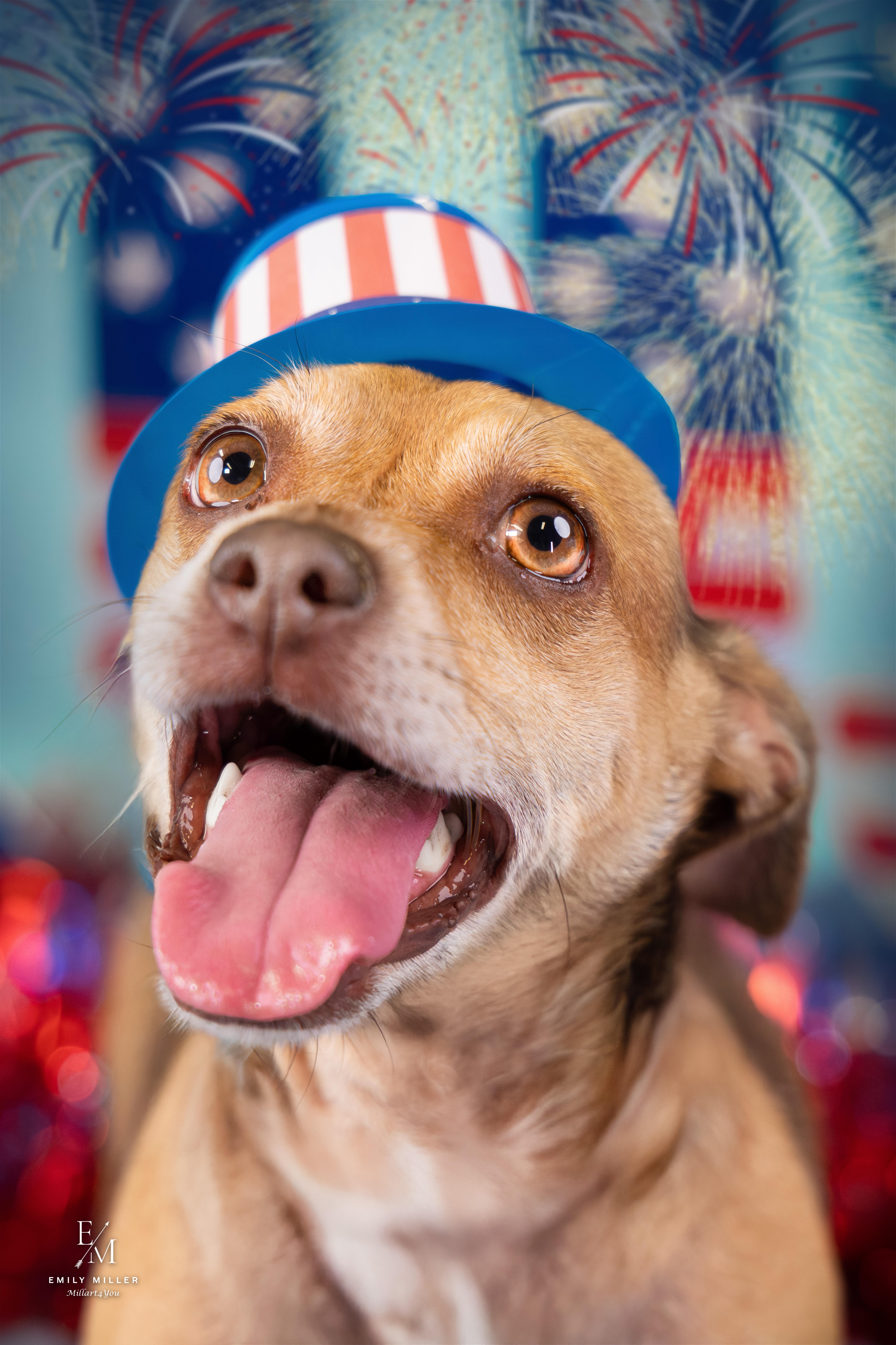 Tom, an adoptable mixed breed in Phoenix, AZ image 4/6