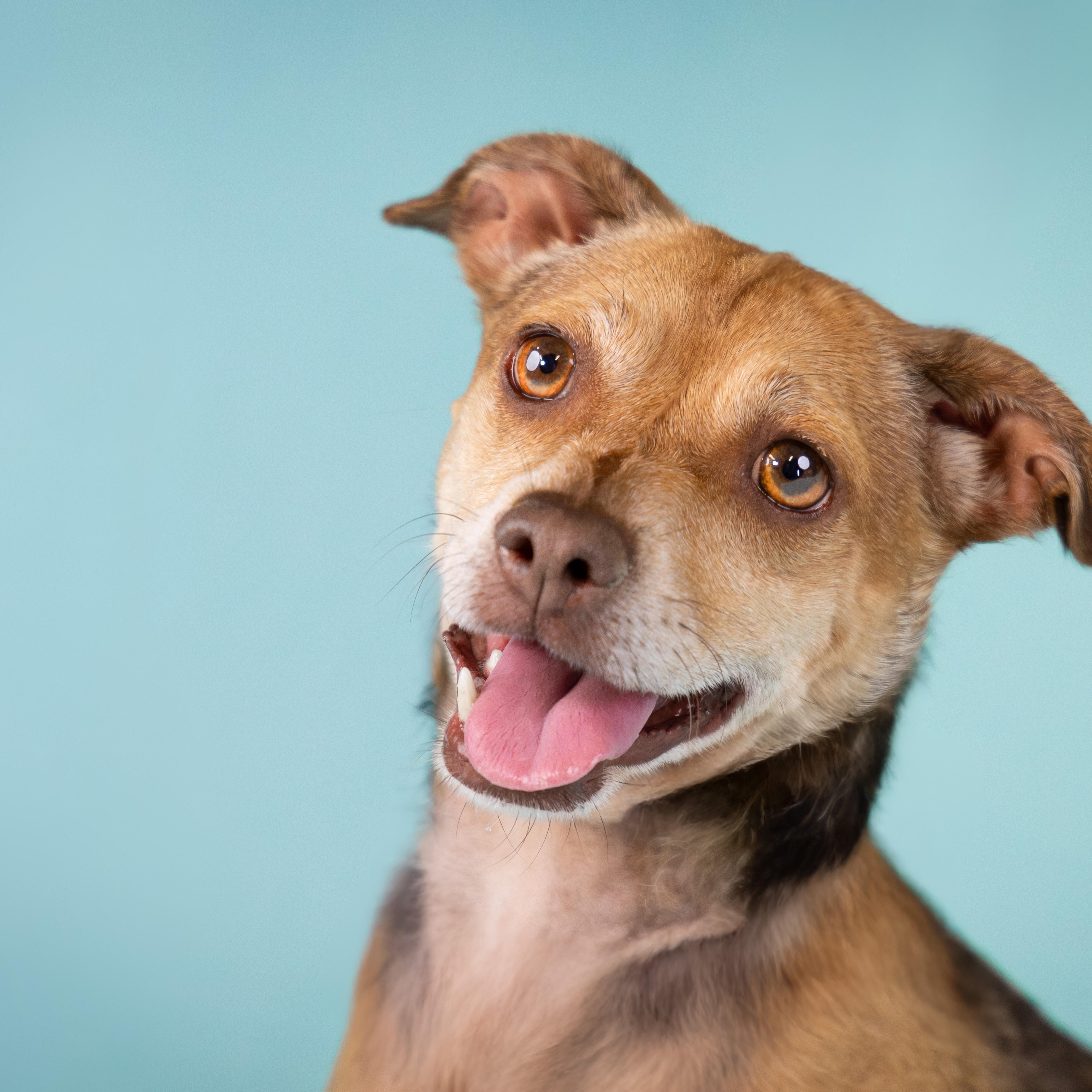 Tom, adoptable, Adult Male Chihuahua.