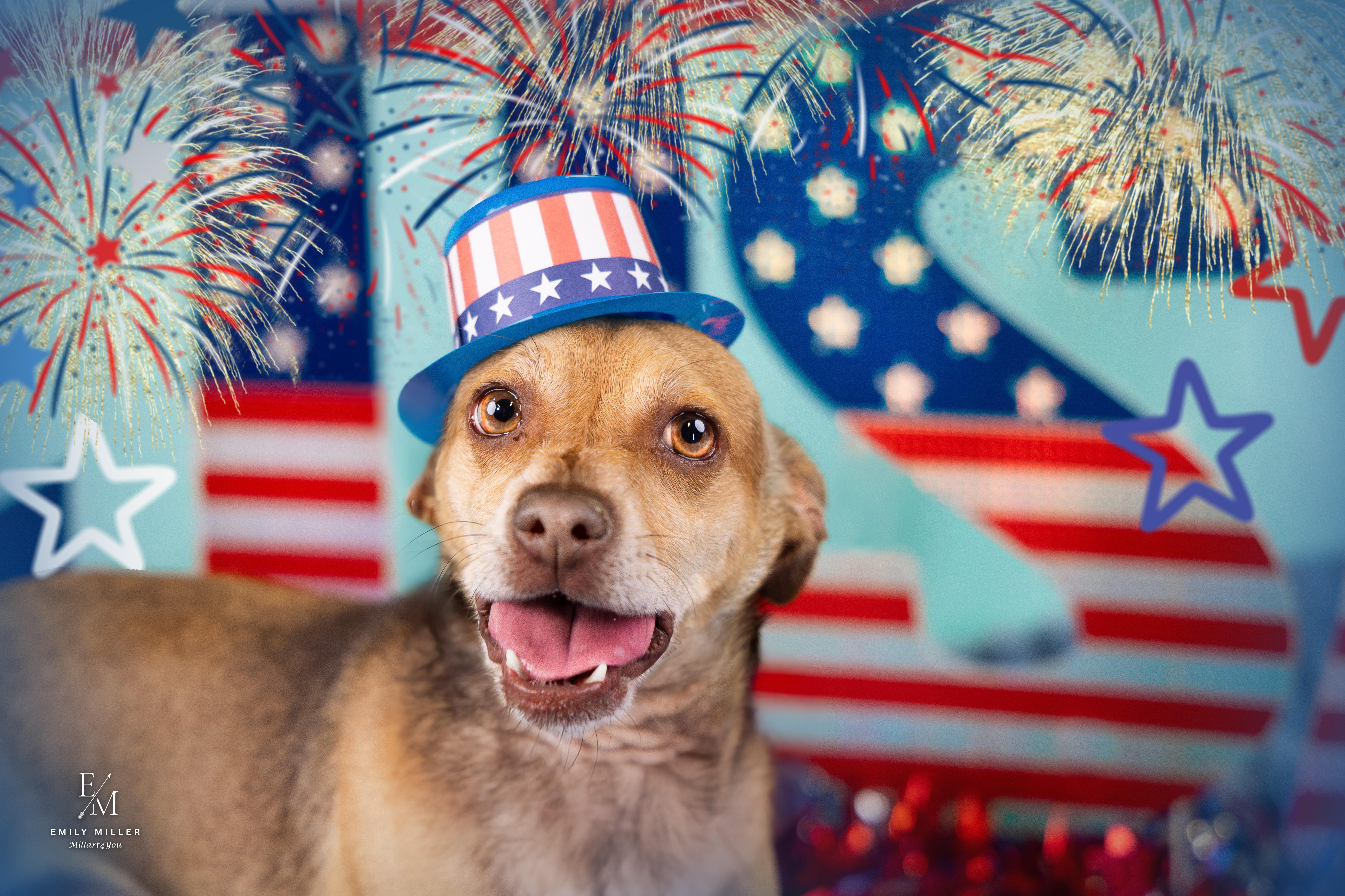 Tom, an adoptable mixed breed in Phoenix, AZ image 2/6