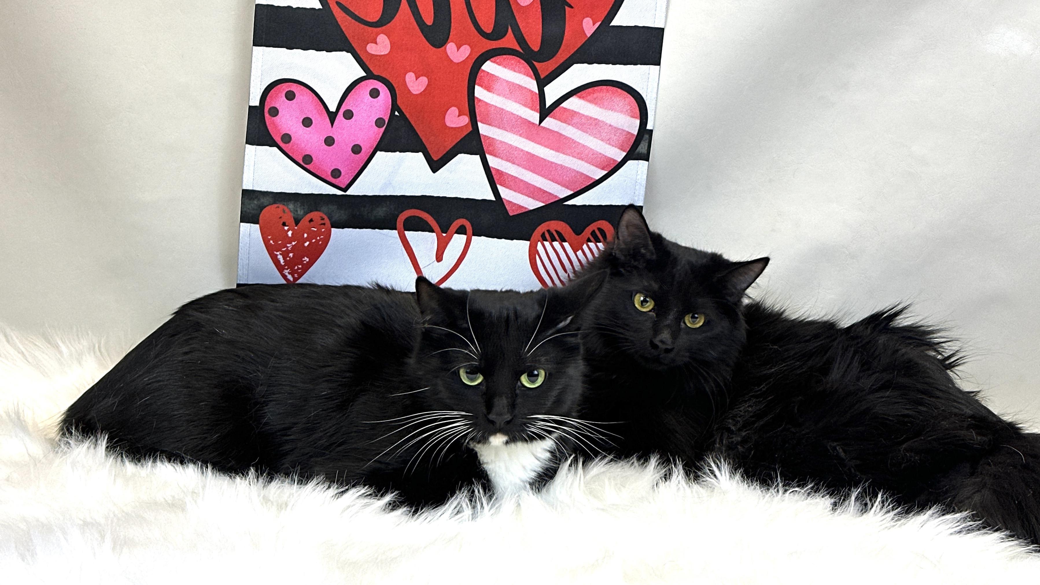 Trixie, a Adoptable Domestic Short Hair in Kerrville, TX image 1/2