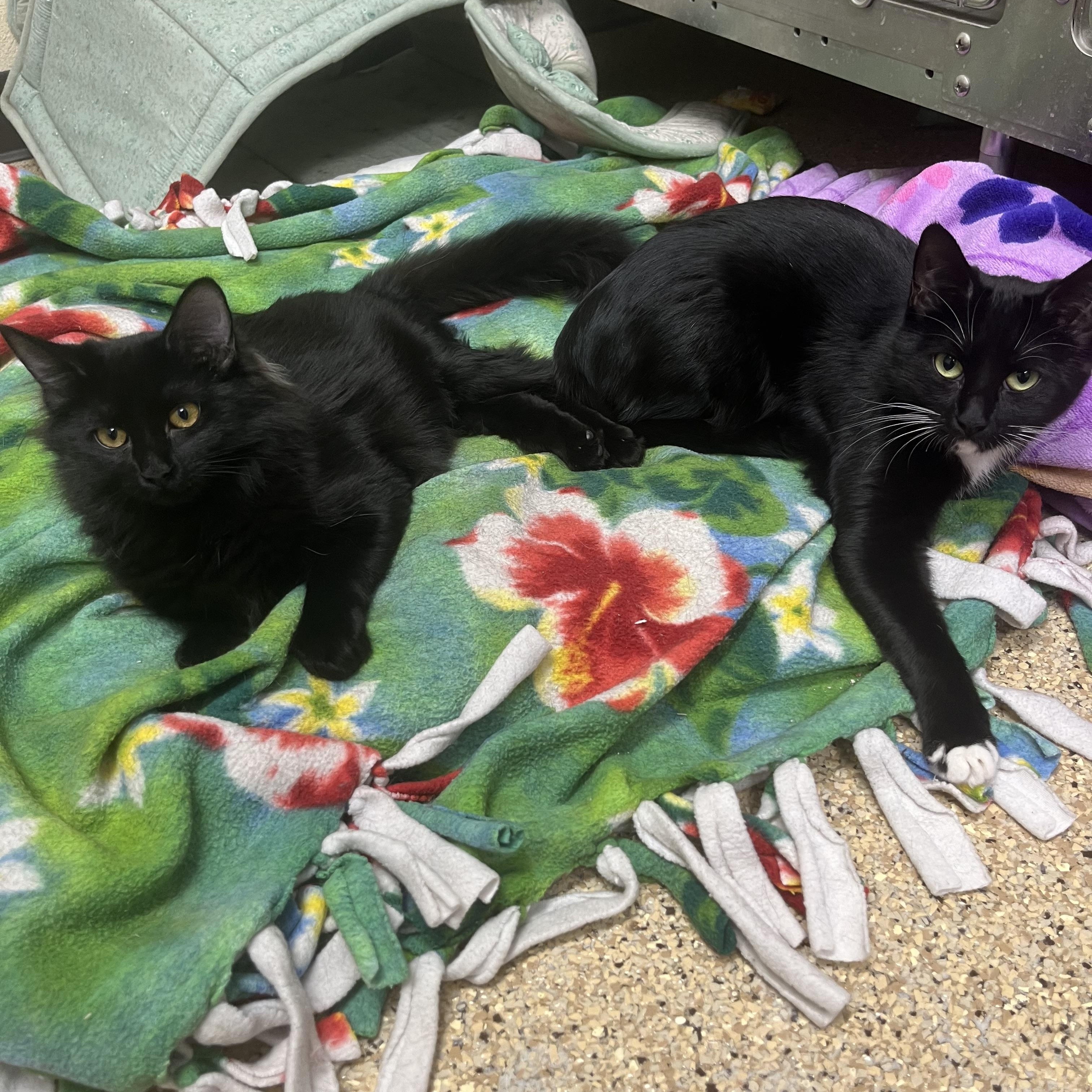 Trixie, a Adoptable Domestic Short Hair in Kerrville, TX image 2/2