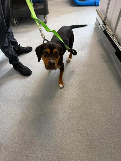 Kudzu, Adoptable, Adult Male Boxer & Mixed Breed.