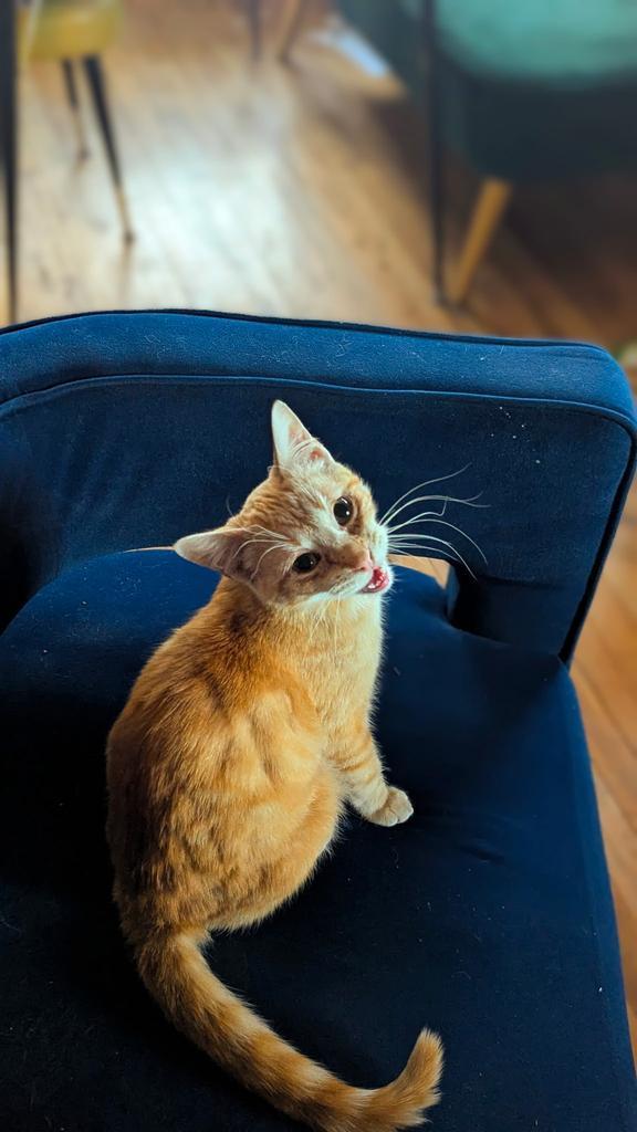 Kit Kat, a Adoptable mixed breed in Ontario, OR image 1/4