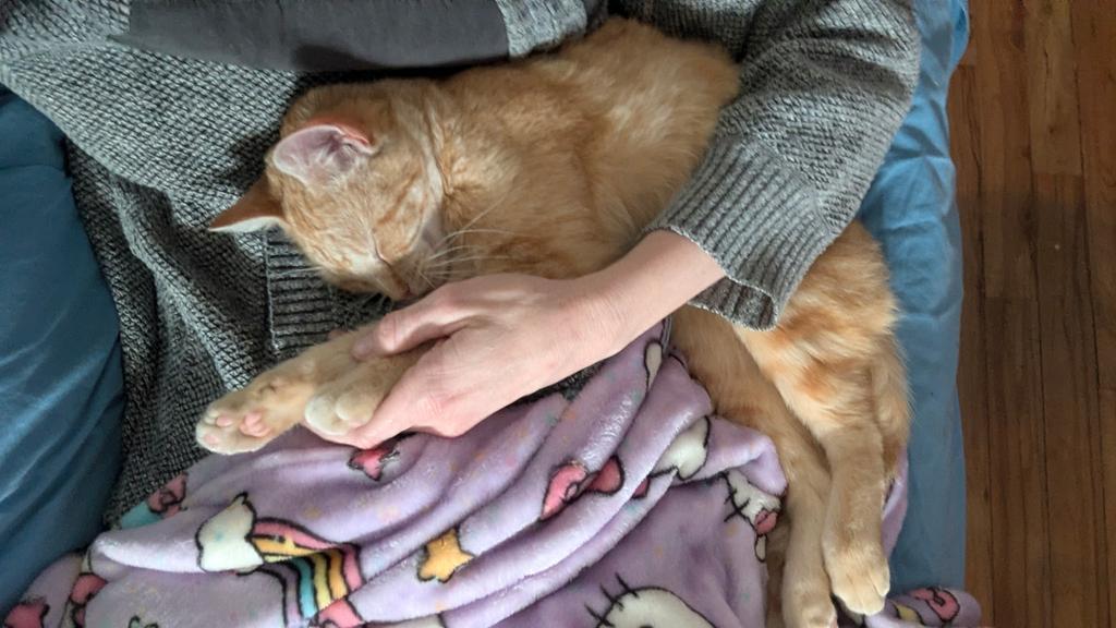 Kit Kat, a Adoptable mixed breed in Ontario, OR image 2/4