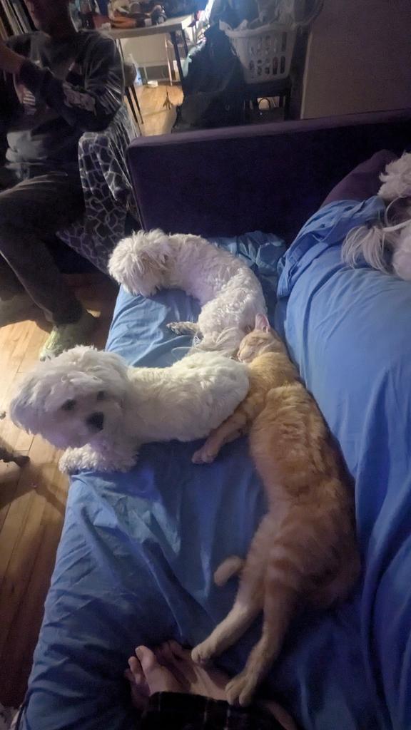 Kit Kat, a Adoptable mixed breed in Ontario, OR image 3/4