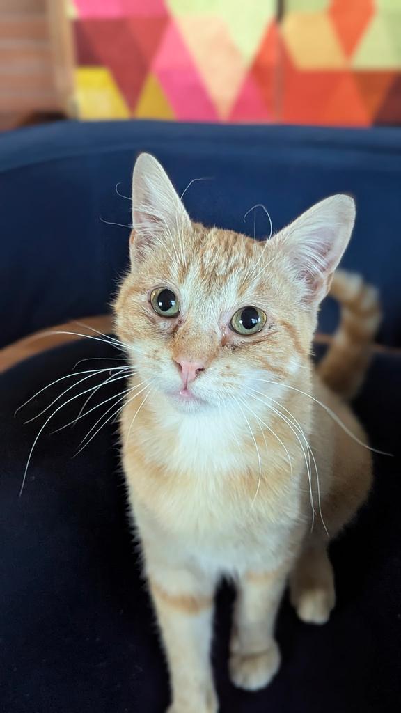 Kit Kat, a Adoptable mixed breed in Ontario, OR image 4/4