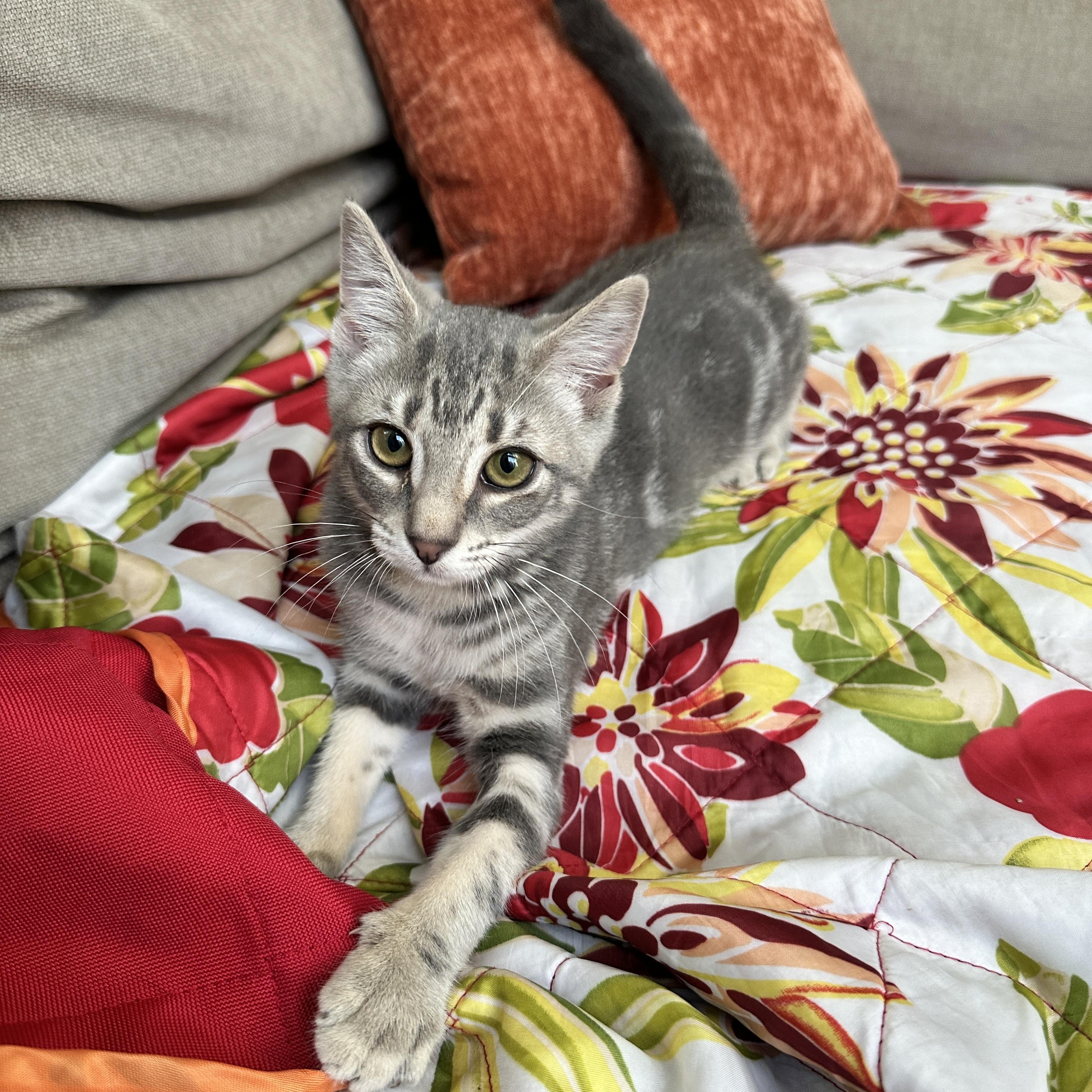 Enlarge Storme, an adopted Domestic Short Hair in Brooklyn, NY image 6/6
