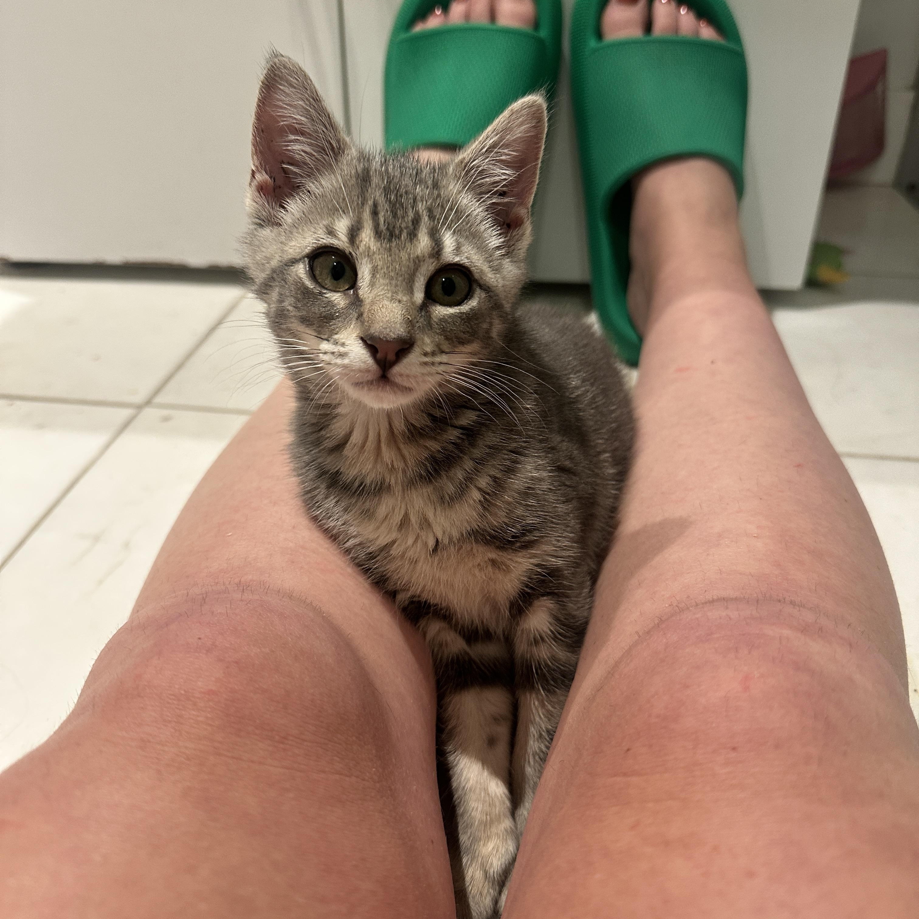 Enlarge Storme, an adopted Domestic Short Hair in Brooklyn, NY image 5/6
