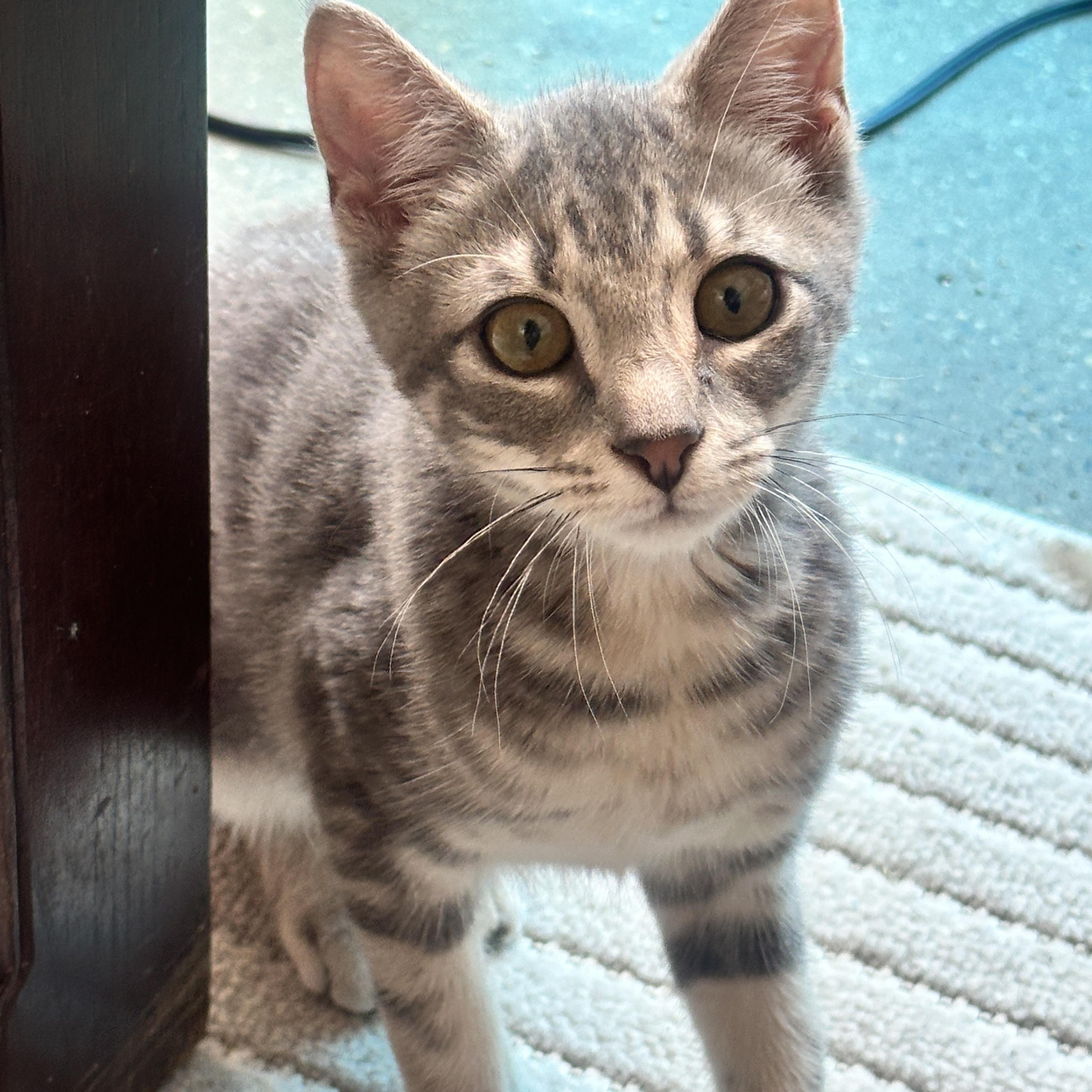 Enlarge Storme, an adopted Domestic Short Hair in Brooklyn, NY image 2/6
