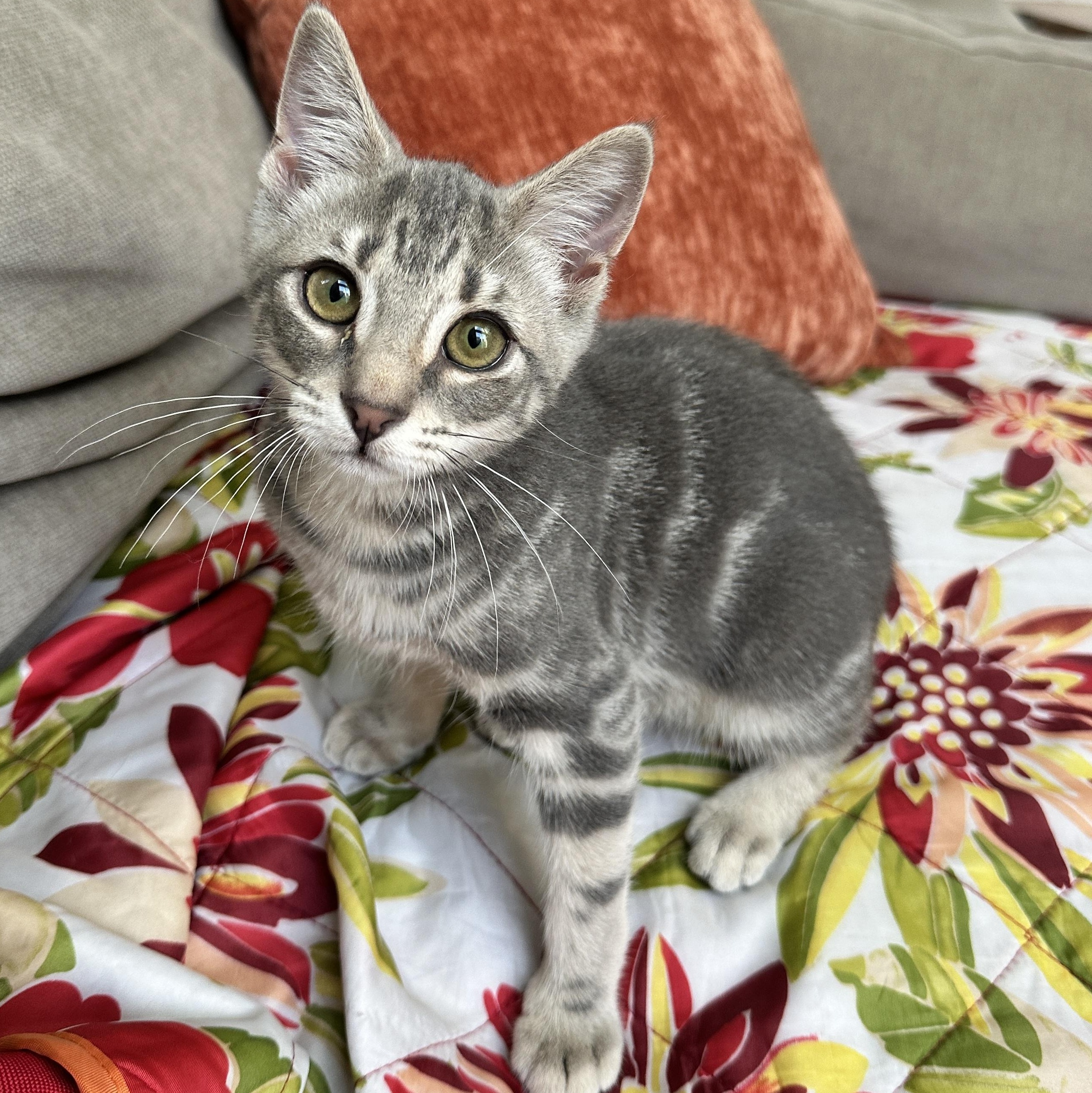 Storme, adopted, Kitten Female Domestic Short Hair.