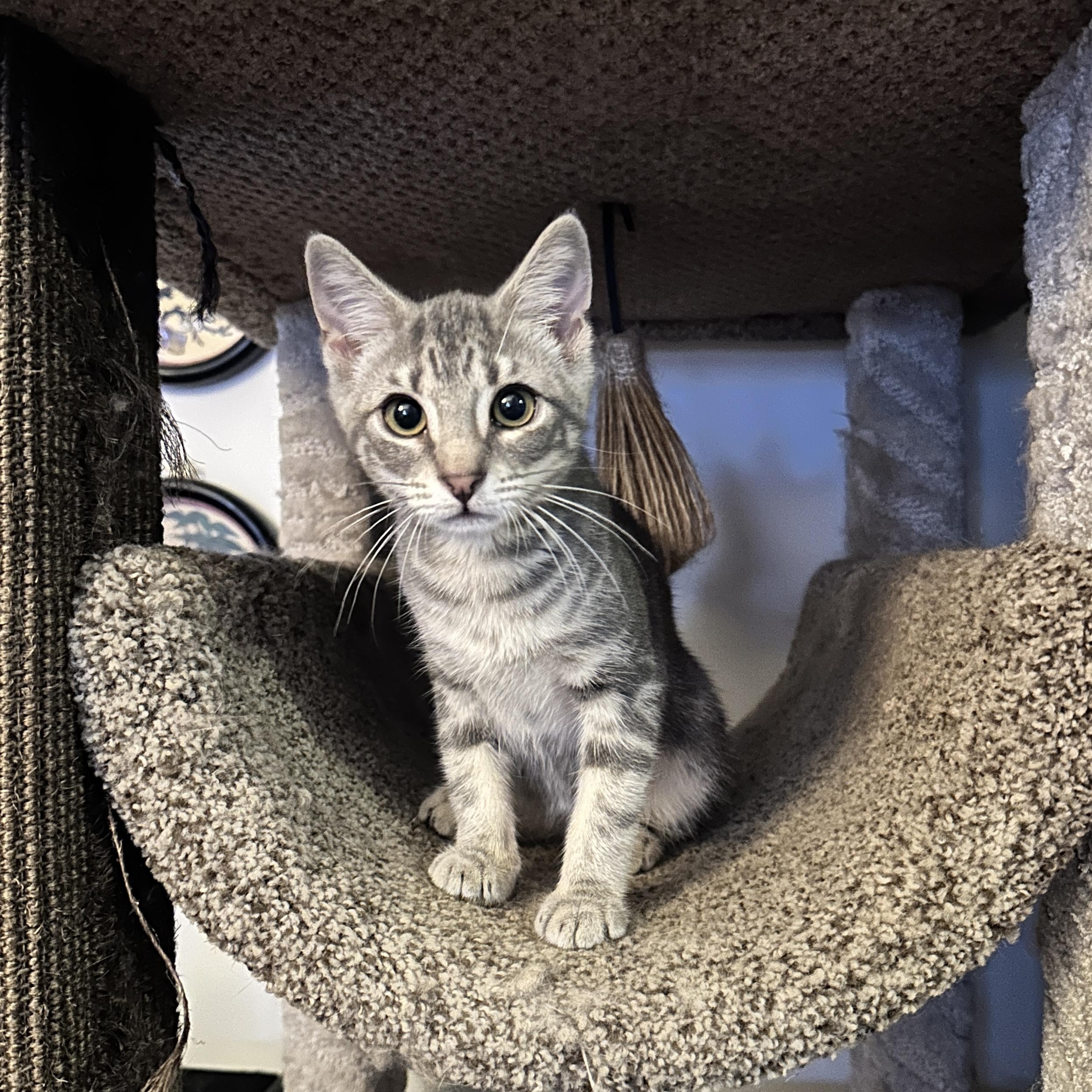 Enlarge Storme, an adopted Domestic Short Hair in Brooklyn, NY image 4/6
